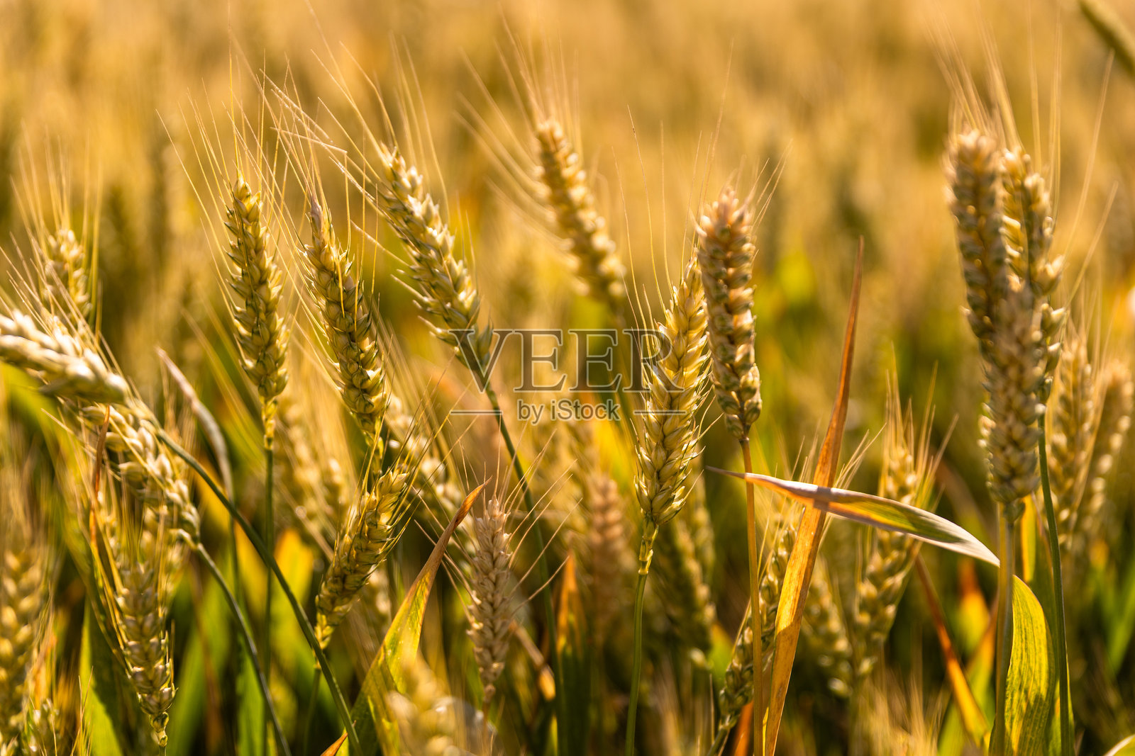 阳光下的金色麦田照片摄影图片