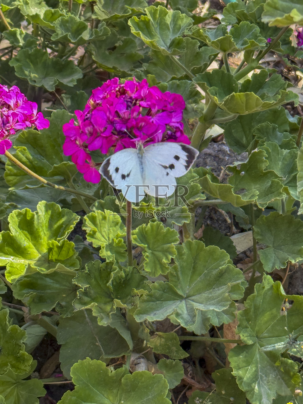 蝴蝶照片摄影图片