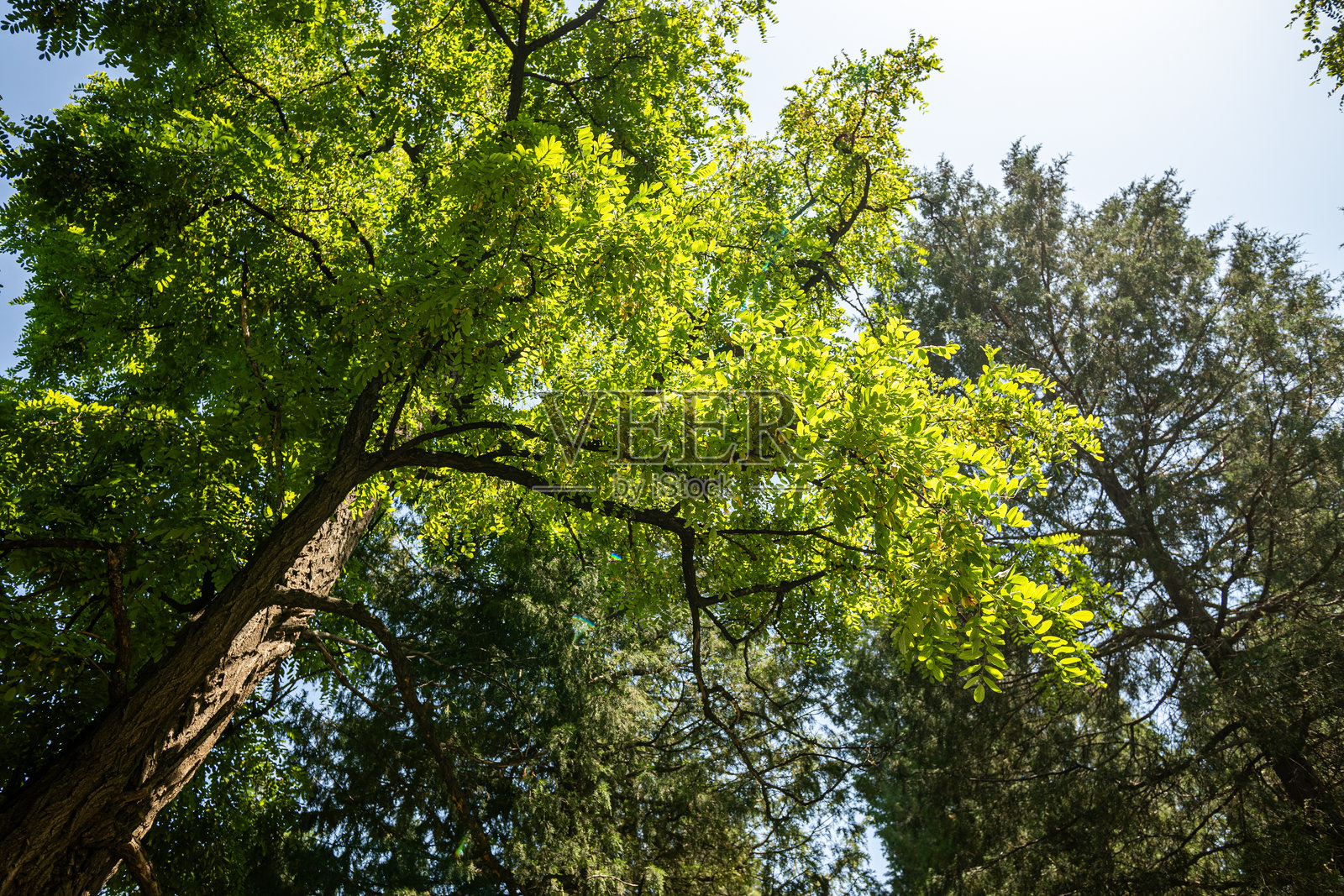 阳光透过郁郁葱葱的绿树照片摄影图片