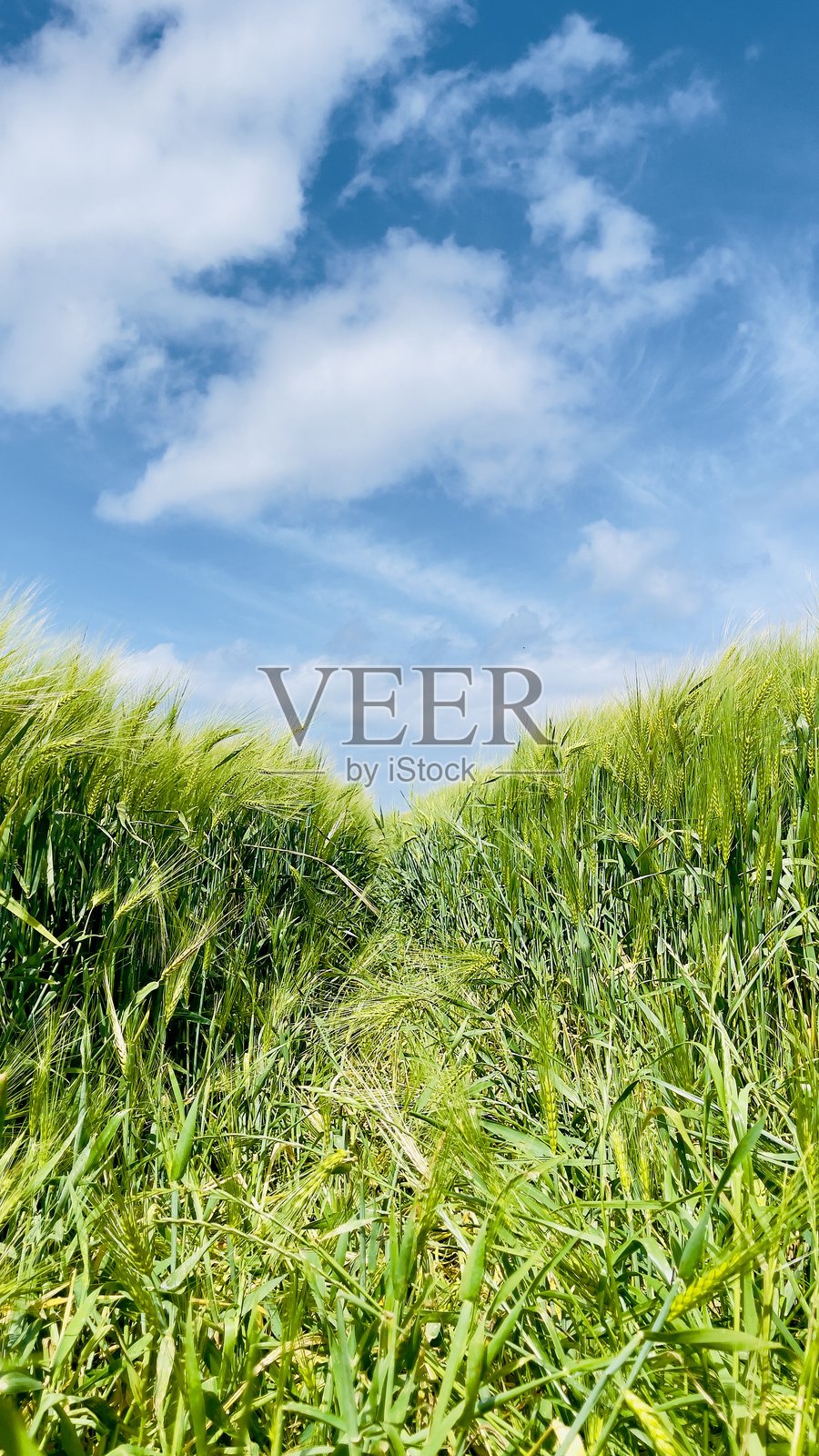 2025年5月阳光明媚的诺曼底田野照片摄影图片