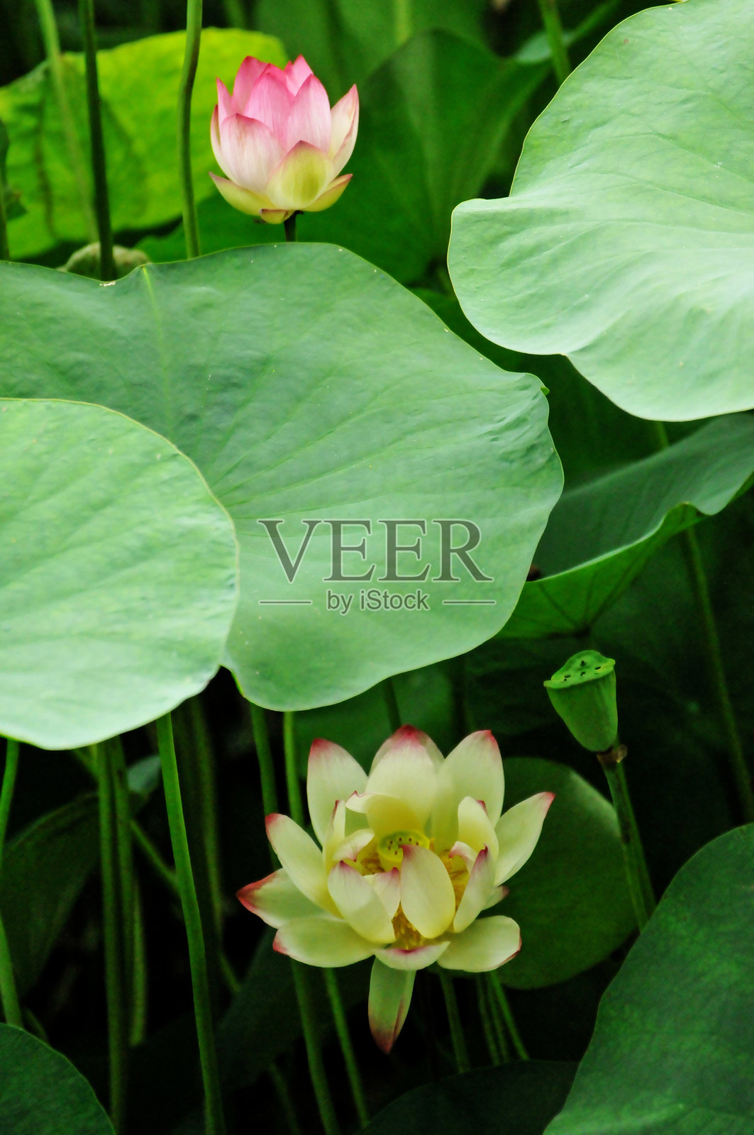 盛开的莲花在池塘中照片摄影图片