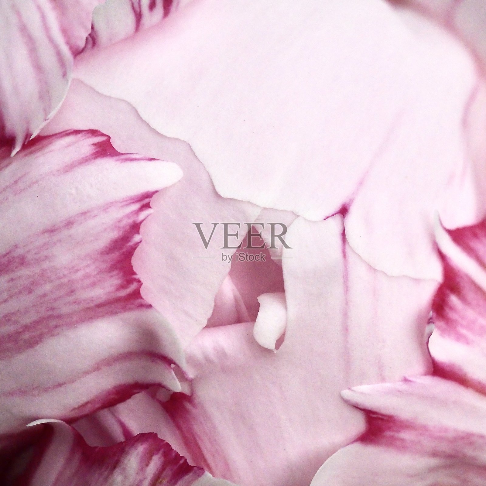 全景牡丹照片摄影图片