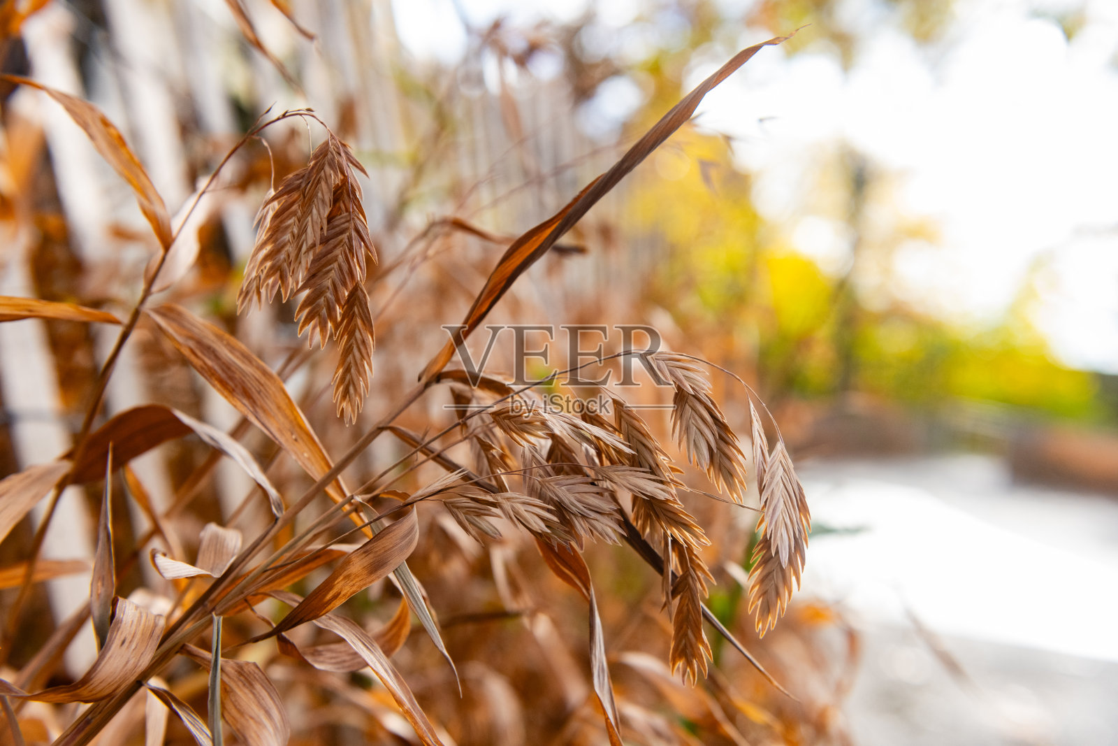 布鲁克林公园秋季的干枯植被照片摄影图片