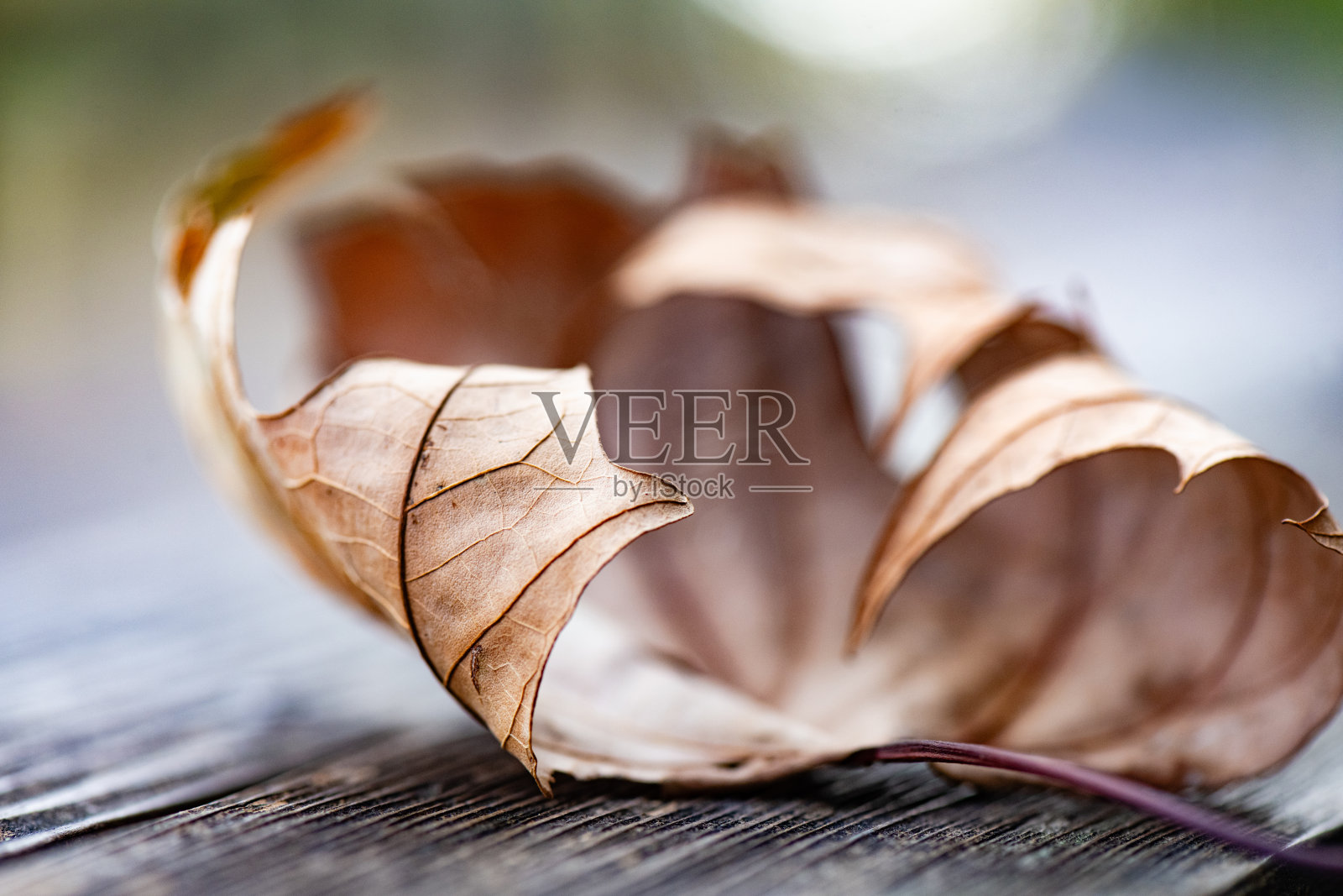 布鲁克林公园秋日落叶照片摄影图片