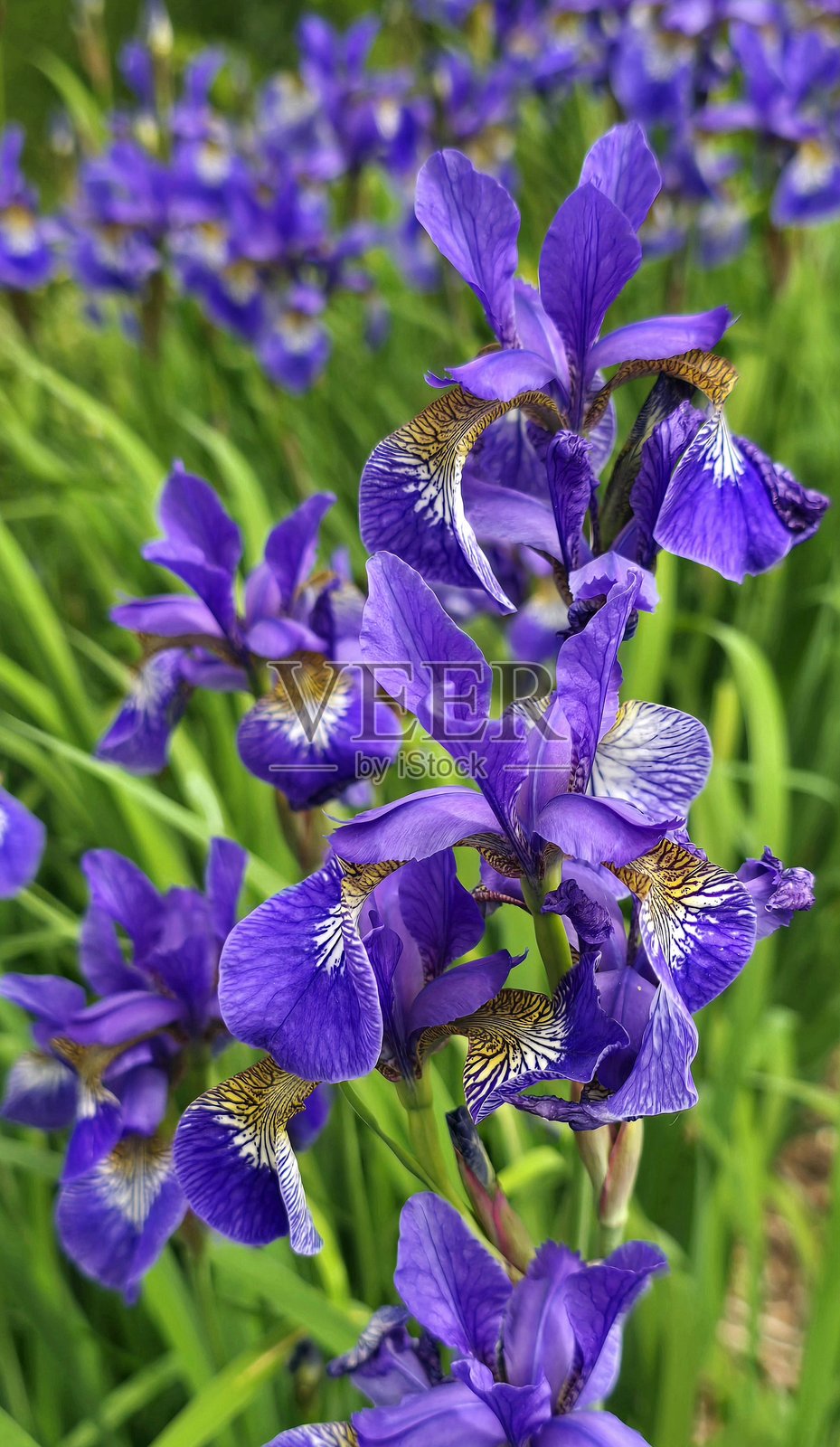 2025年春季温哥华社区和本拿比的布伦特伍德周围的郁金香、百合和鸢尾花照片摄影图片