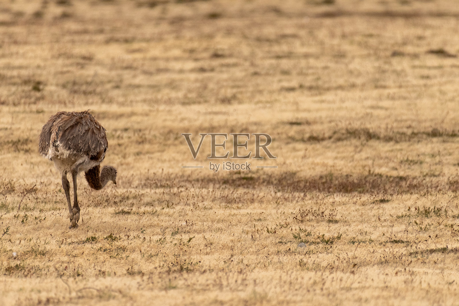 在蓬塔阿雷纳斯附近的巴塔哥尼亚鸵鸟照片摄影图片