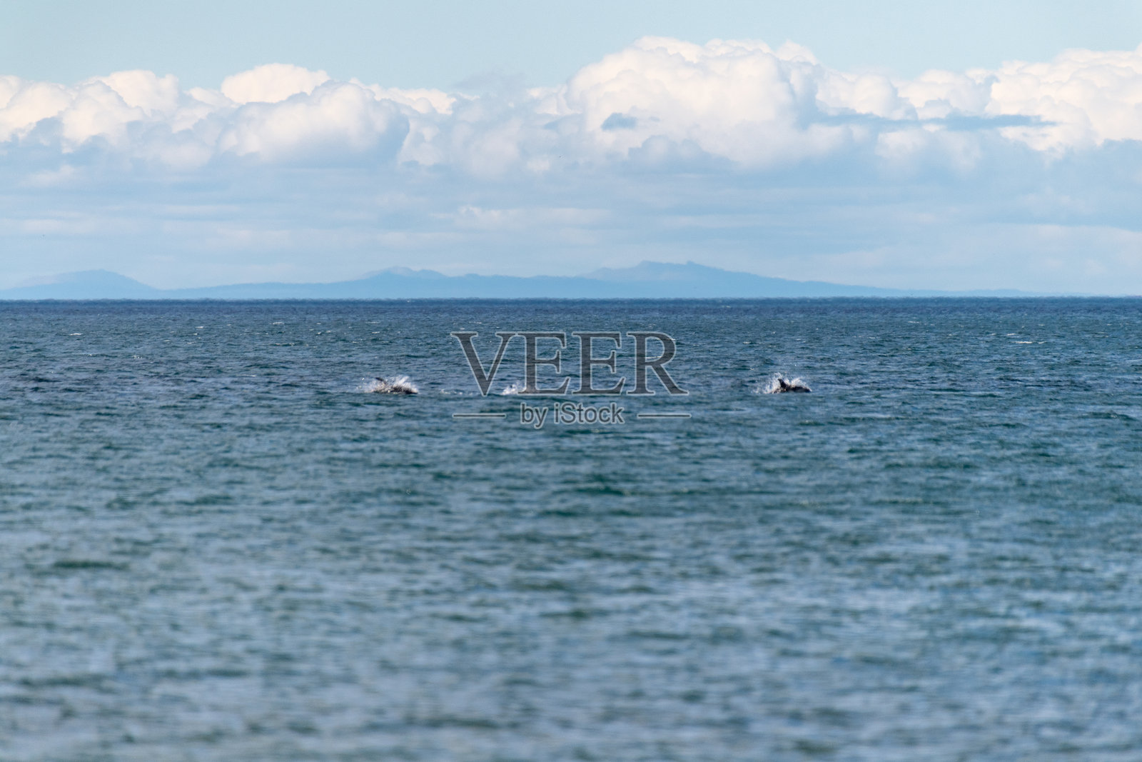 在蓬塔阿雷纳斯跳跃的海豚照片摄影图片