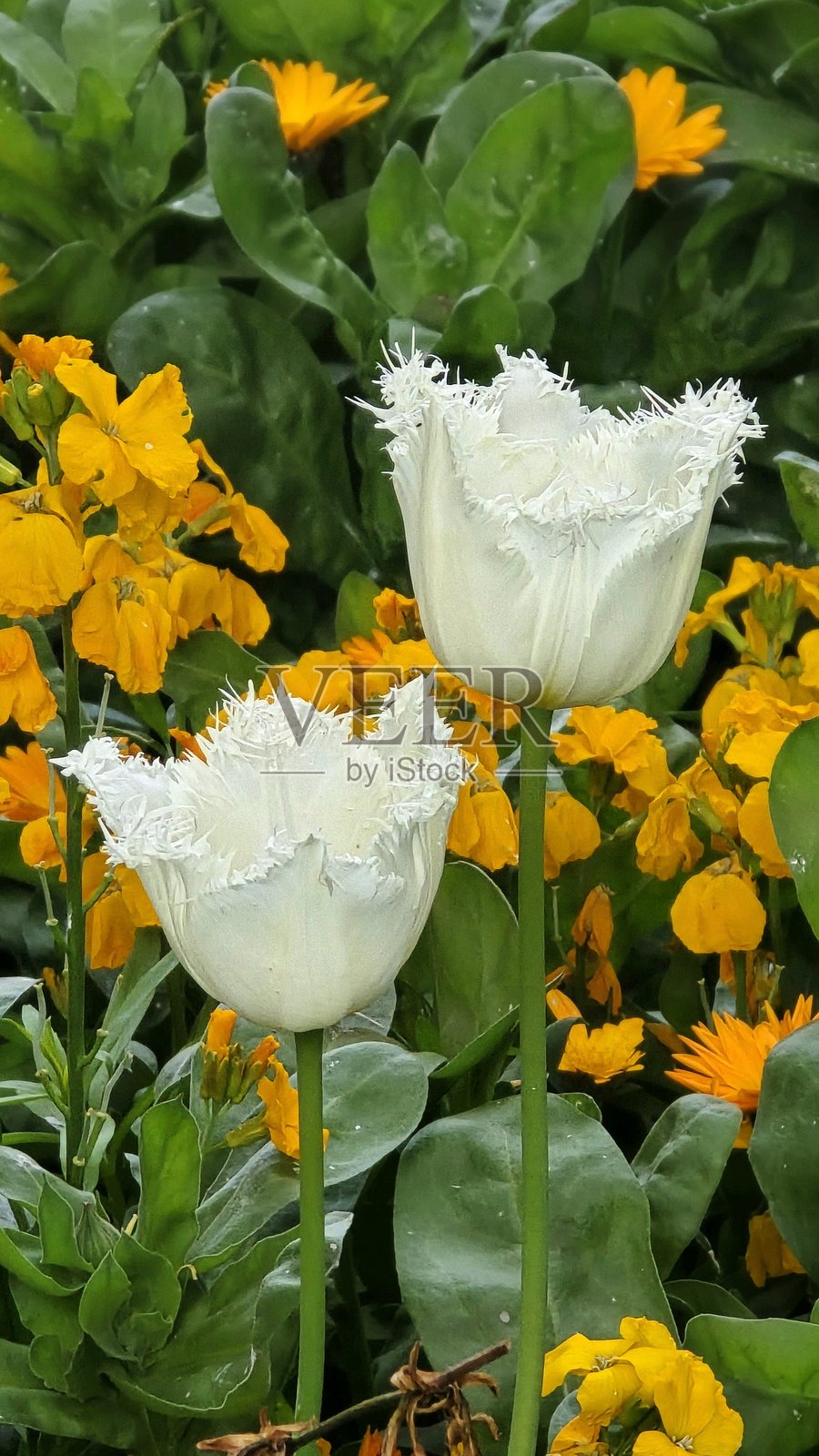 2025年春季温哥华社区和本拿比布伦特伍德周围的郁金香和水仙花照片摄影图片