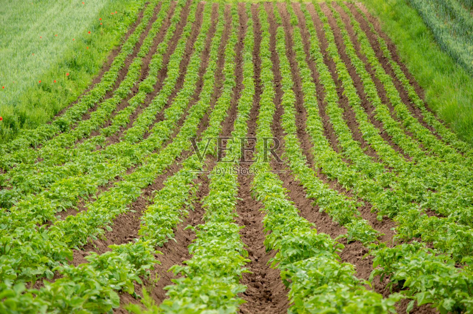郁郁葱葱的土豆植物在阳光明媚的开放田野中，整齐而波浪状地排列在肥沃的土壤上，展示了农业实践。照片摄影图片