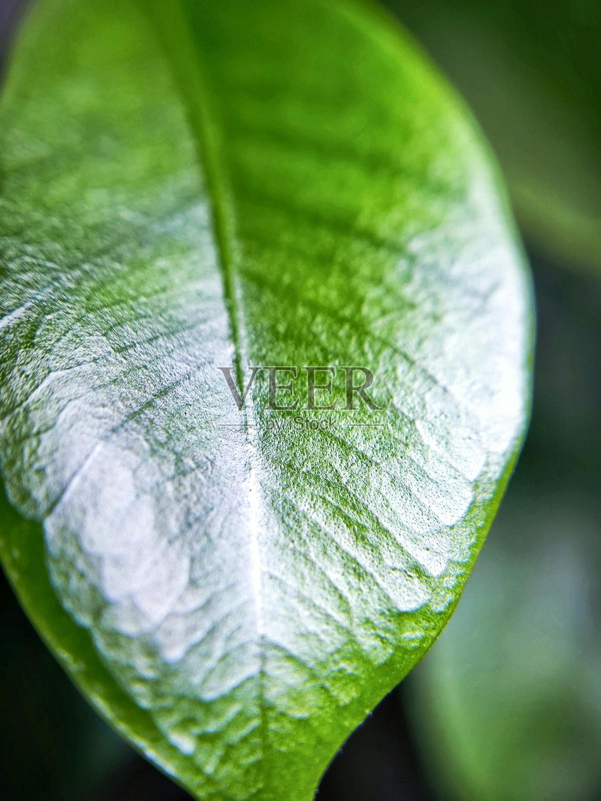 叶子的特写照片摄影图片