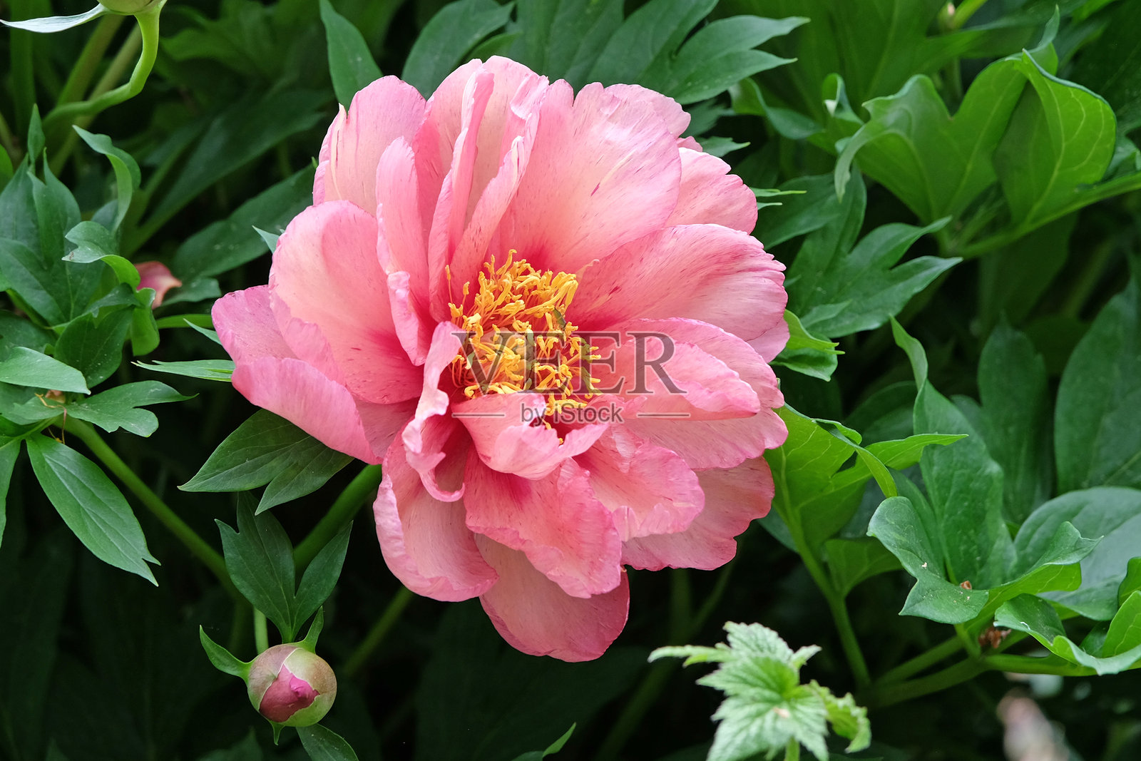 桃色和红色的双重牡丹 paeonia 'Copper Kettle' 盛开中照片摄影图片