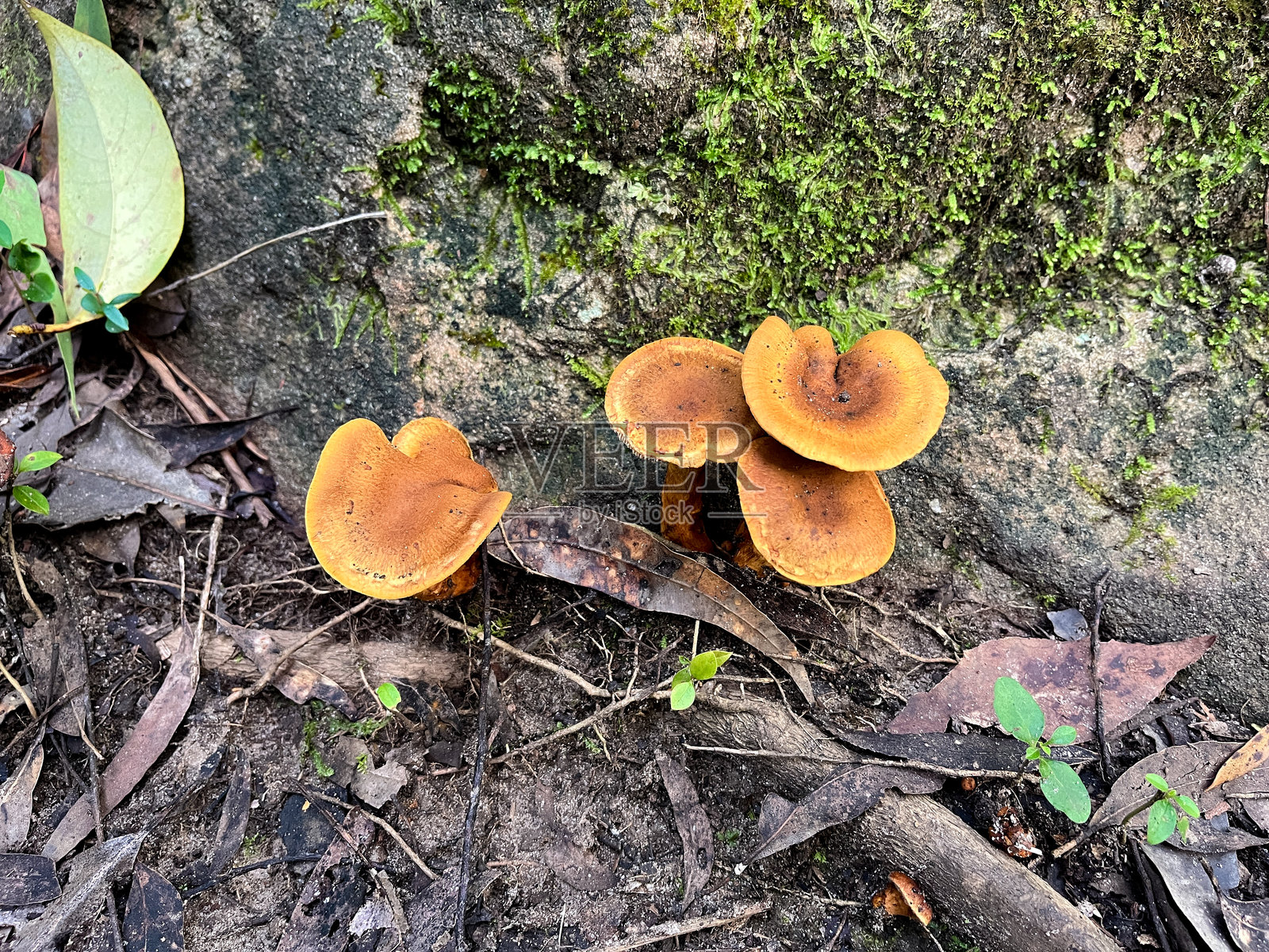 一朵橙色蘑菇从潮湿的森林地面上冒出，伞盖在浓密的雨林树冠下与阴暗的叶子底层形成鲜明对比。照片摄影图片