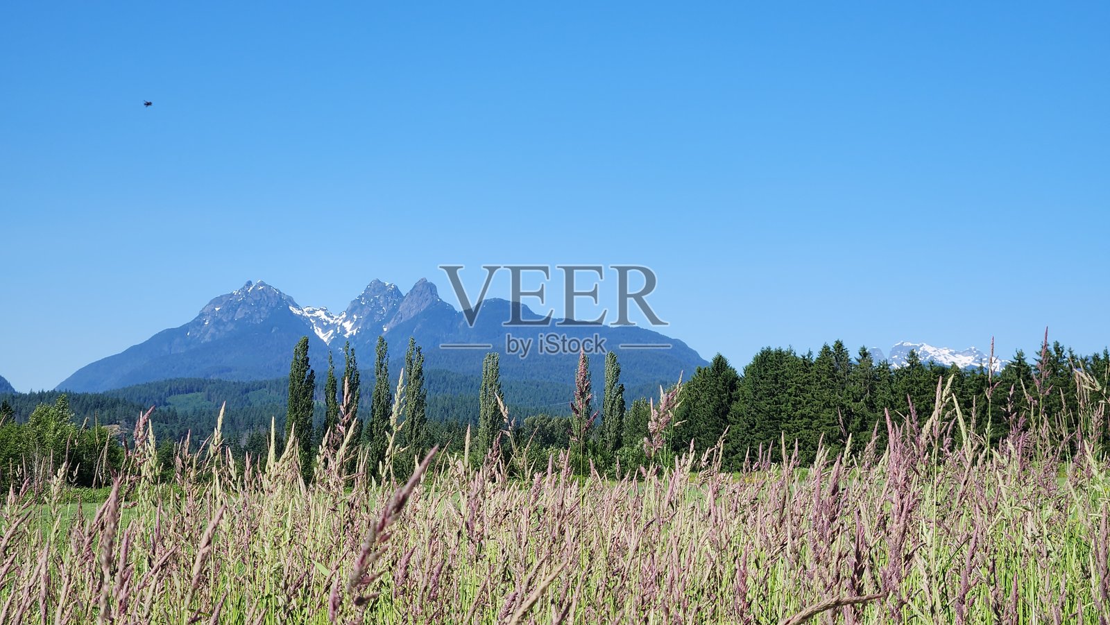 从加拿大不列颠哥伦比亚省枫树岭的农田俯瞰美丽的雪山山脉照片摄影图片