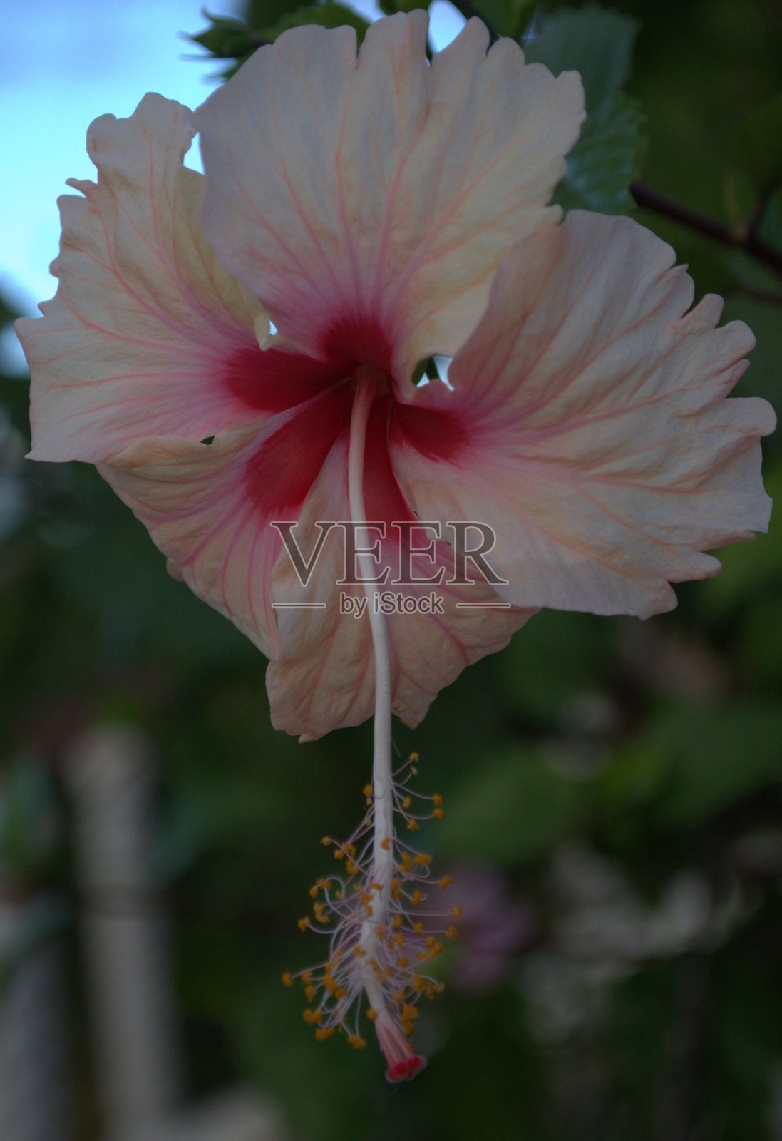 苏克雷州的花卉。照片摄影图片