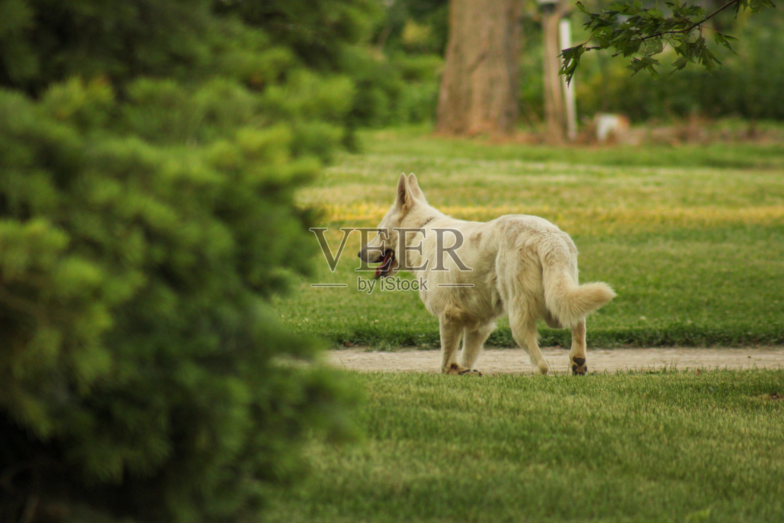 遛狗的狗狗照片摄影图片
