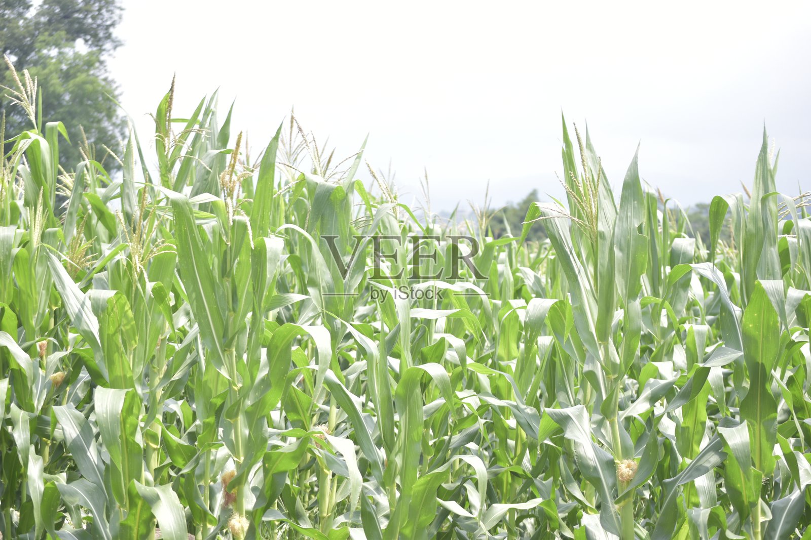 田野里的玉米照片摄影图片