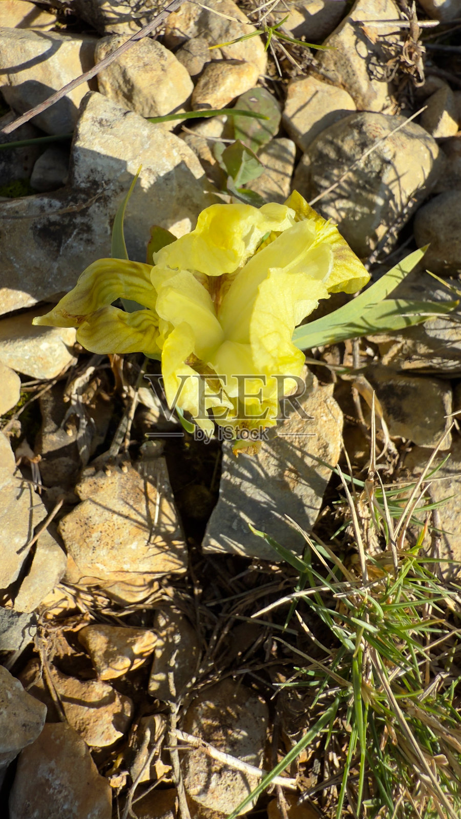 山中的盛开小鸢尾花照片摄影图片