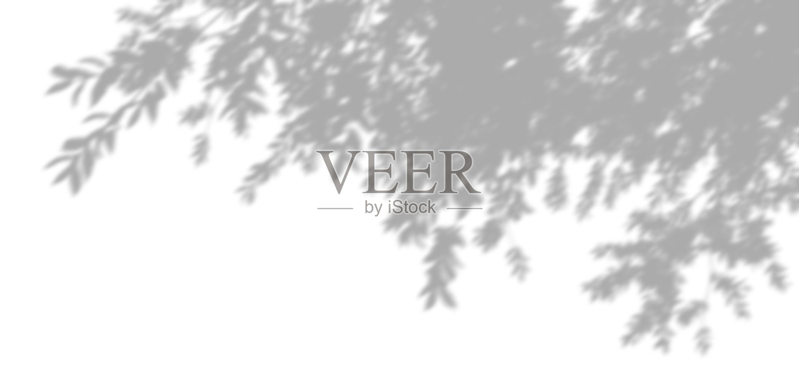 逼真的阴影树叶遮阳效果，独立于白色背景，3D渲染照片摄影图片