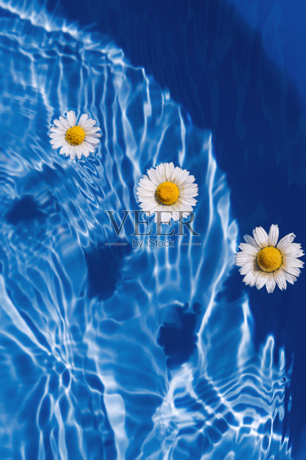 蓝色透明水中的雏菊花。夏季花卉组合，阳光与阴影交织。自然概念。俯视图。选择性聚焦。照片摄影图片