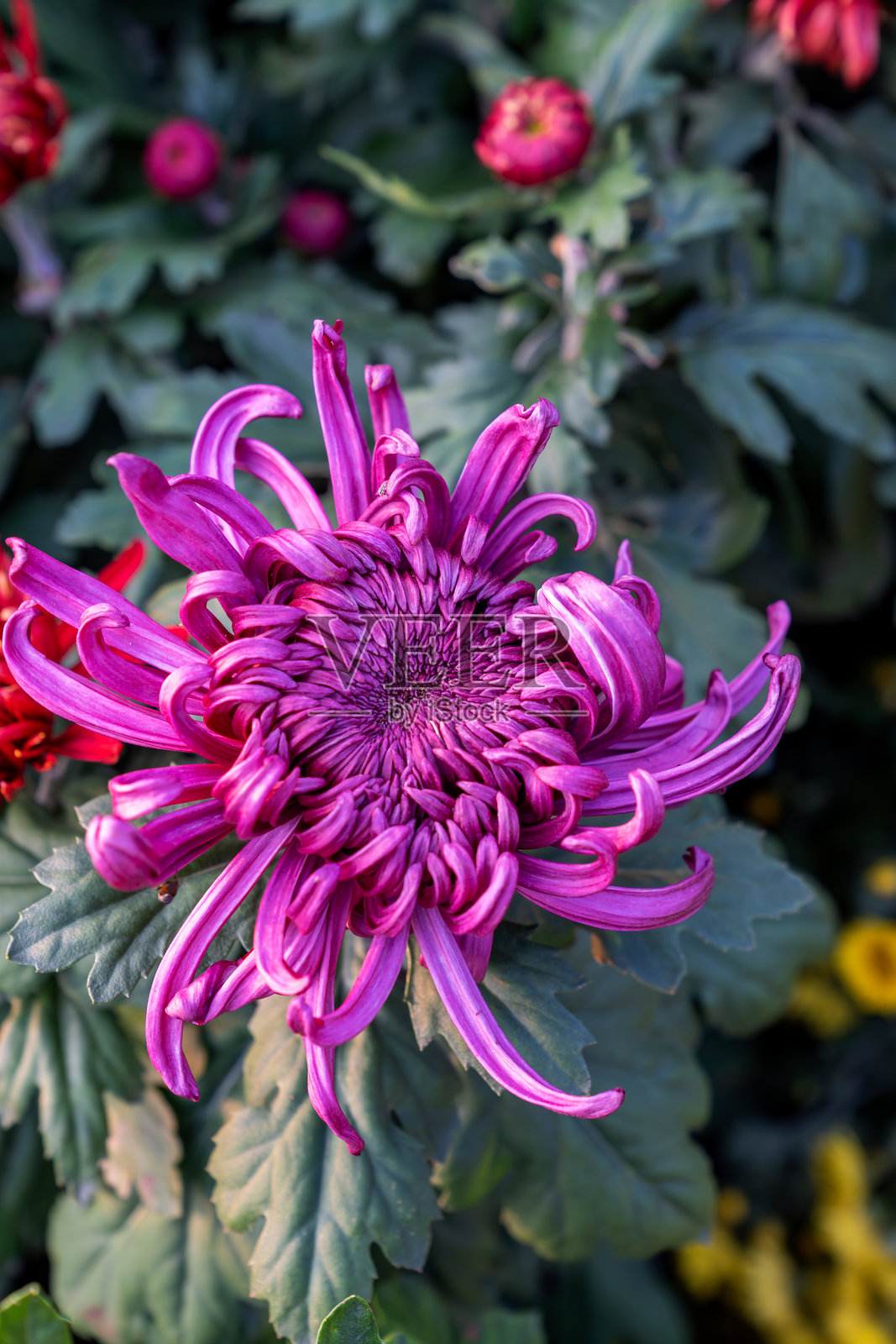 一束菊花。多彩的花束。照片摄影图片