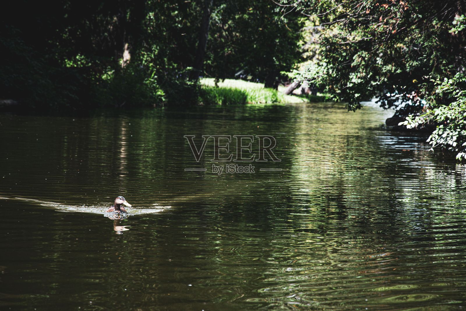 鸭子在绿意盎然的池塘中游泳照片摄影图片