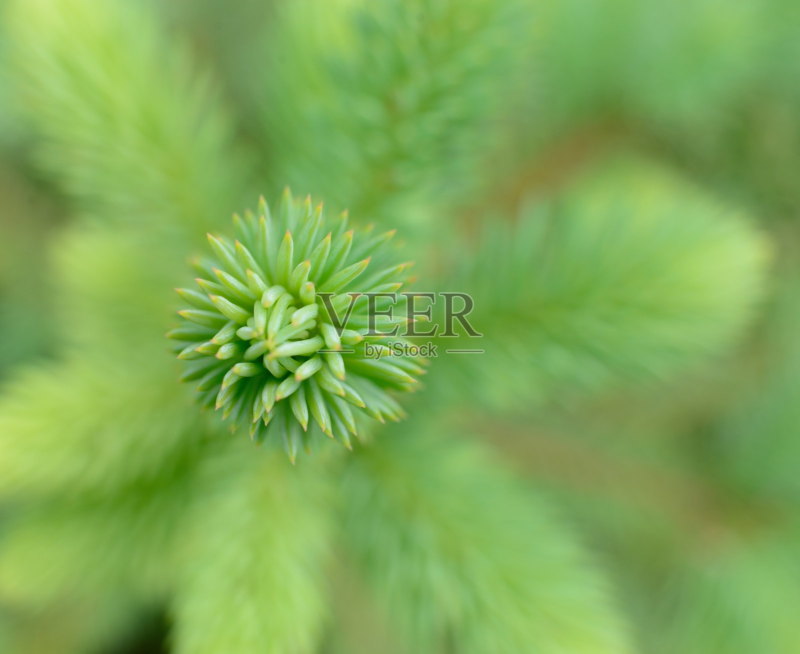 天然的云杉树枝背景。照片摄影图片