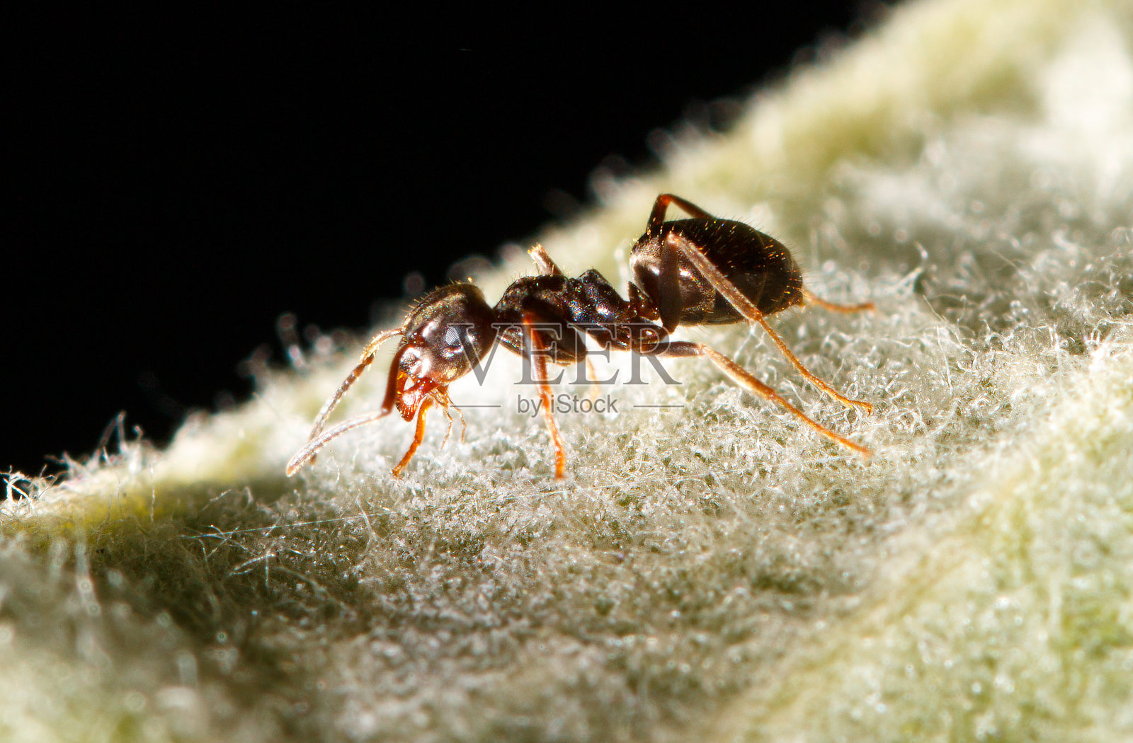 一只小棕色蚂蚁站在一片叶子上照片摄影图片