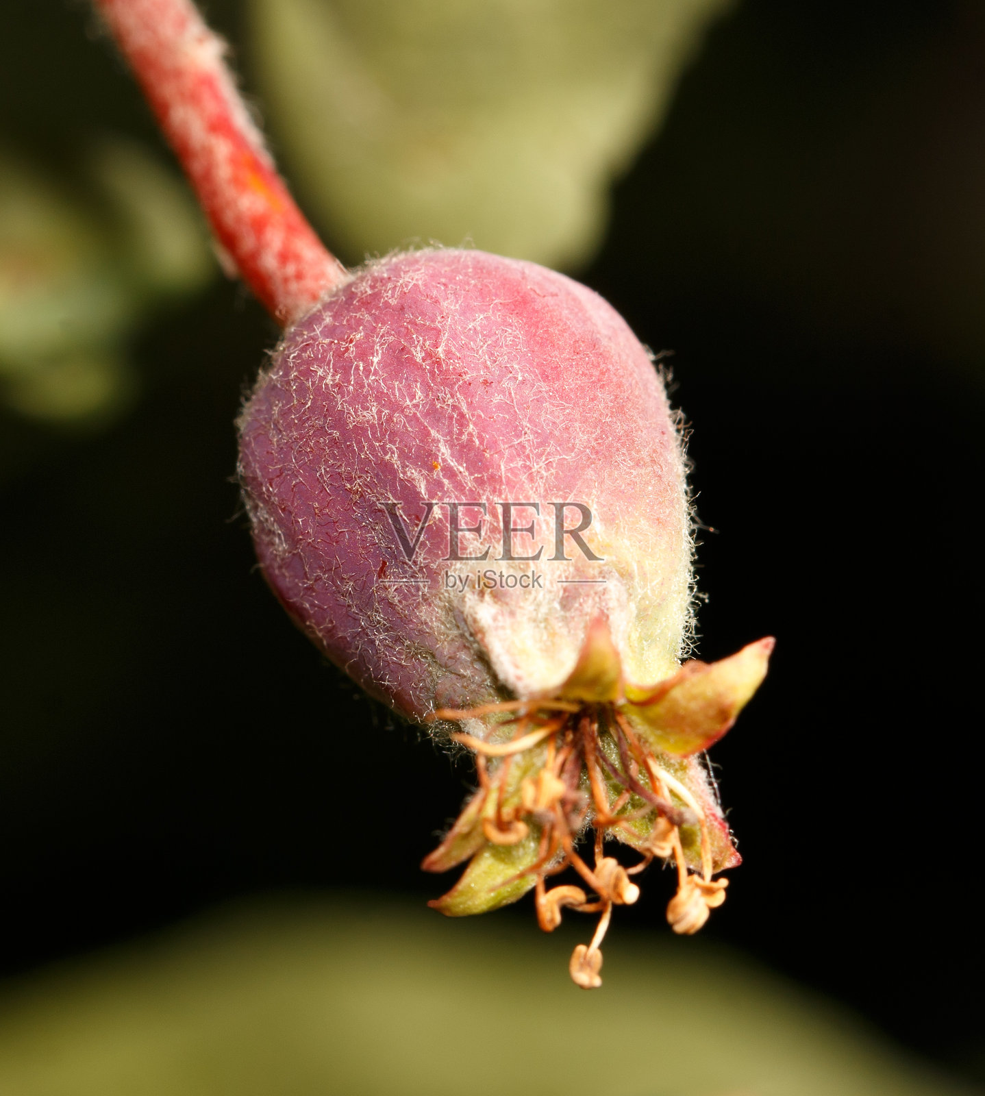 一朵小而毛茸茸的红花，带有茎部照片摄影图片