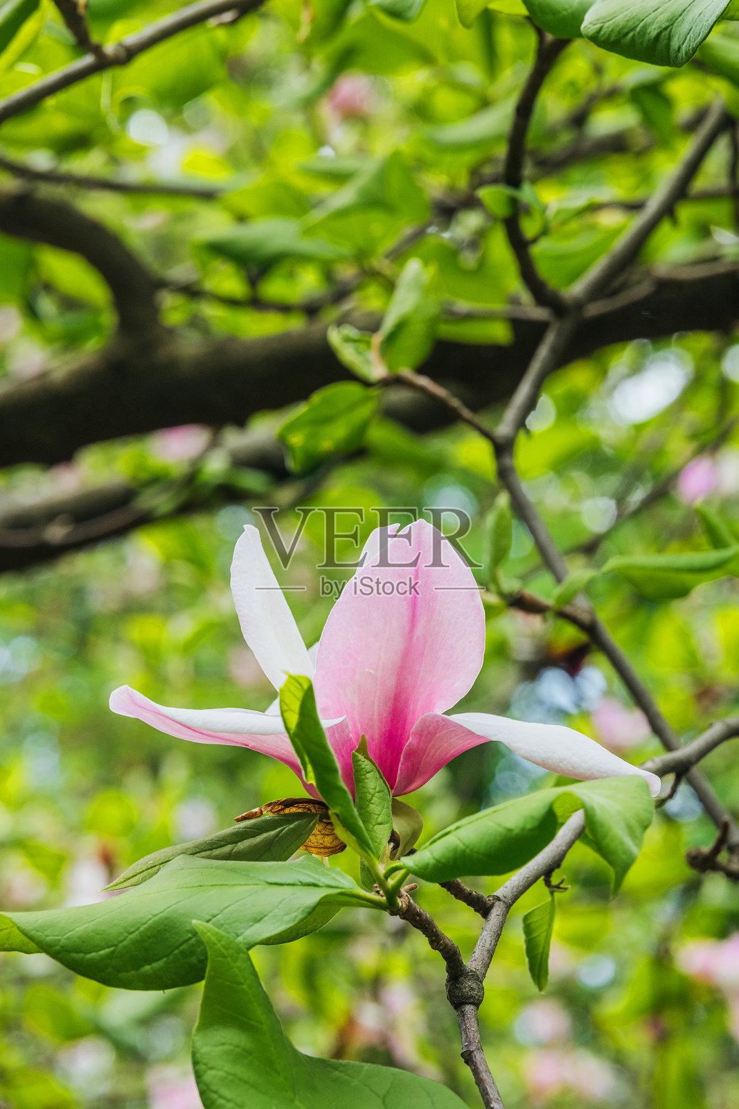 春天花园中被绿色叶子环绕的粉色玉兰花照片摄影图片