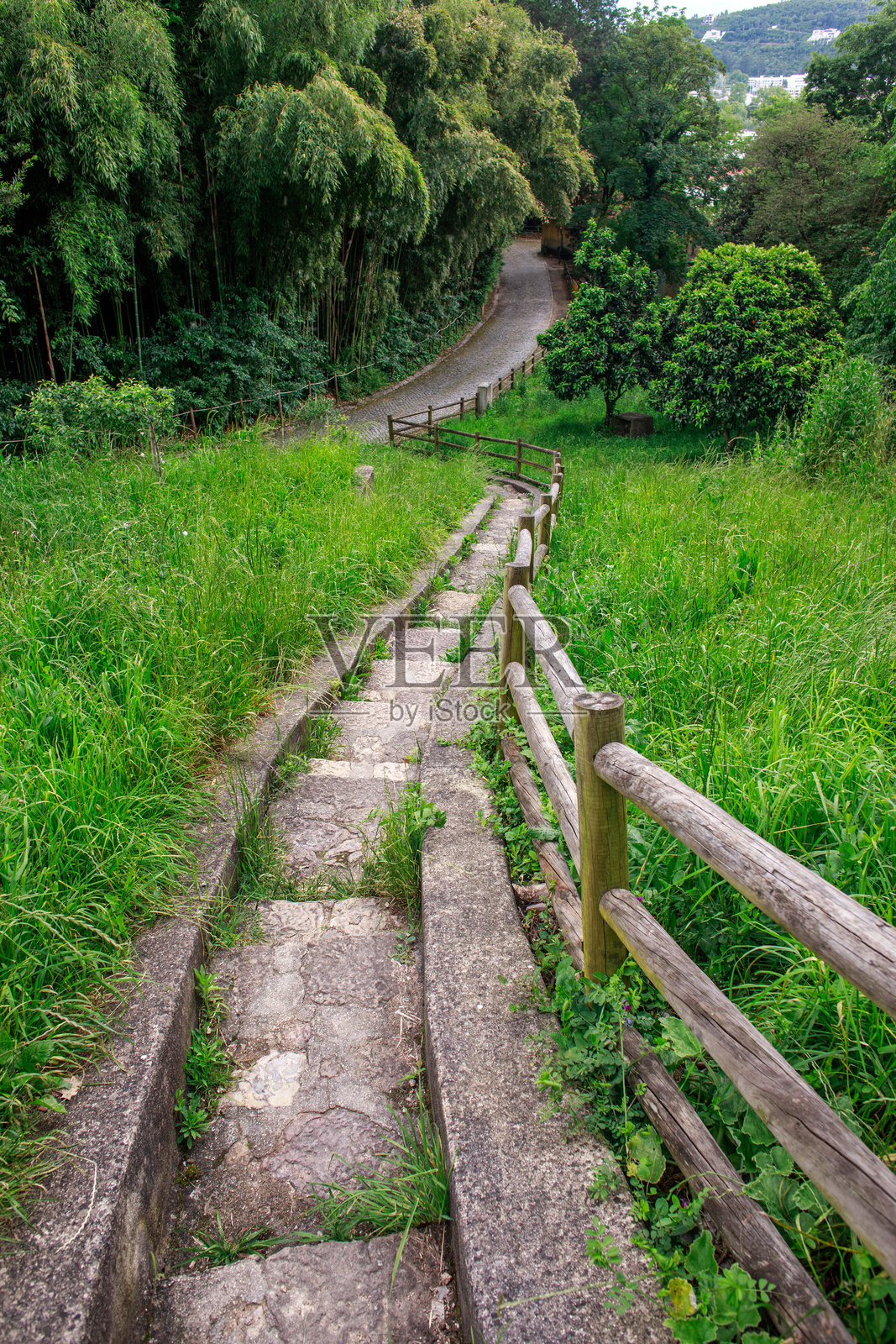 葡萄牙科英布拉市的植物园中多样的植物和植被景观照片摄影图片