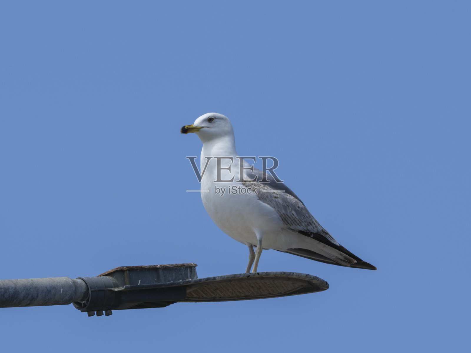 一只美丽的海鸥栖息在路灯上照片摄影图片