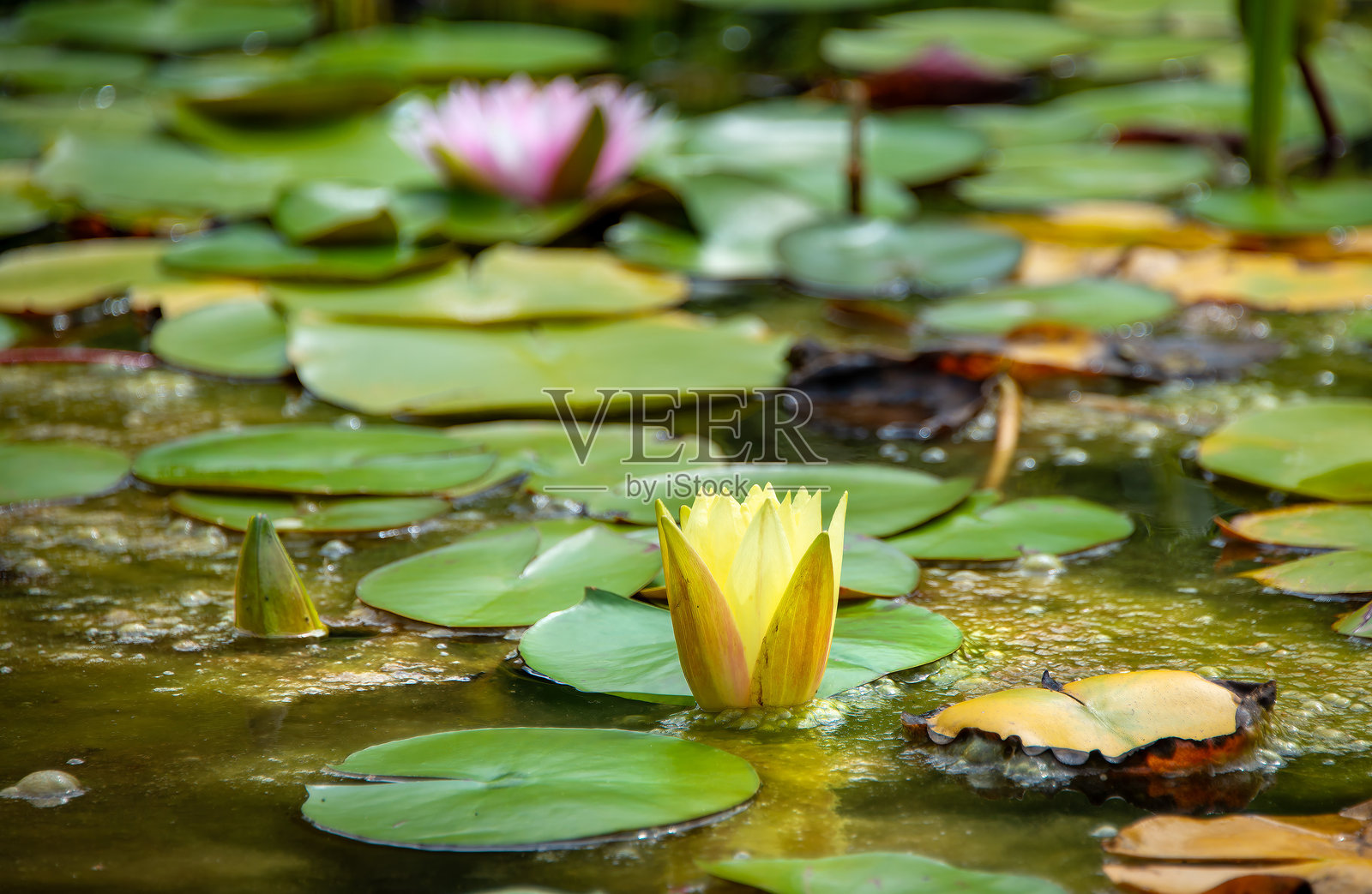 香蕉水百合_闭合照片摄影图片