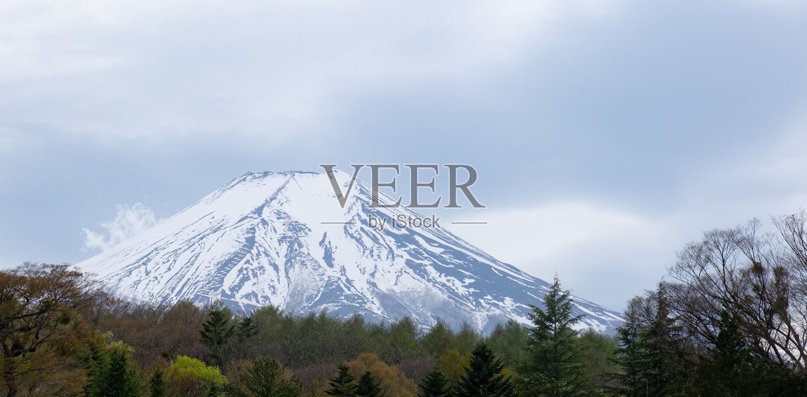 富士山耸立在日本郁郁葱葱的森林上方照片摄影图片