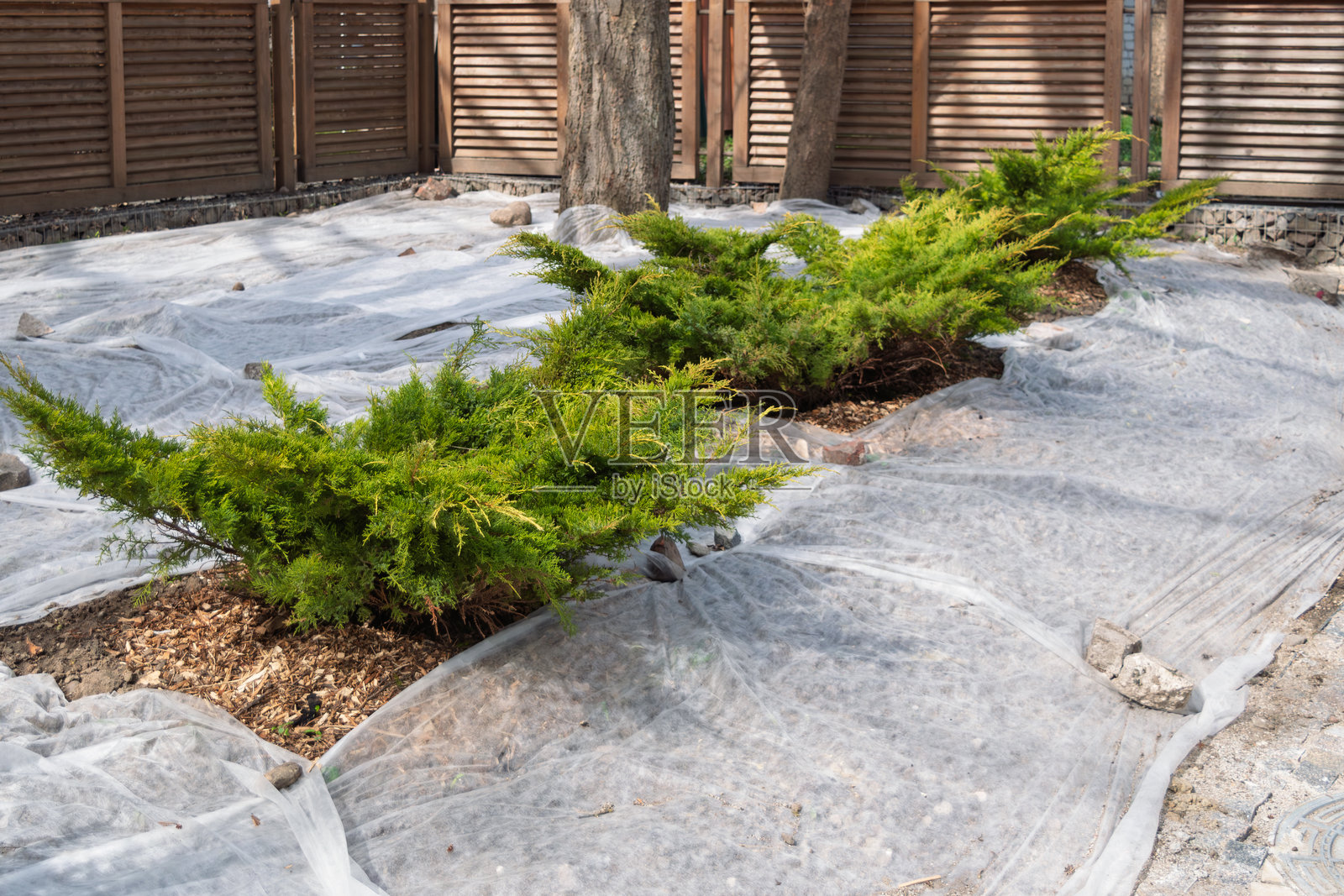 几丛密集的刺柏灌木整齐排列，铺上了覆盖物和园艺布，展示了有序的景观设计和地面保护。照片摄影图片