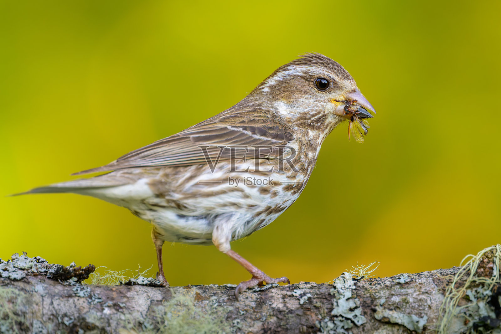 紫色雀鸟近距离特写，栖息在树枝上吃昆虫照片摄影图片
