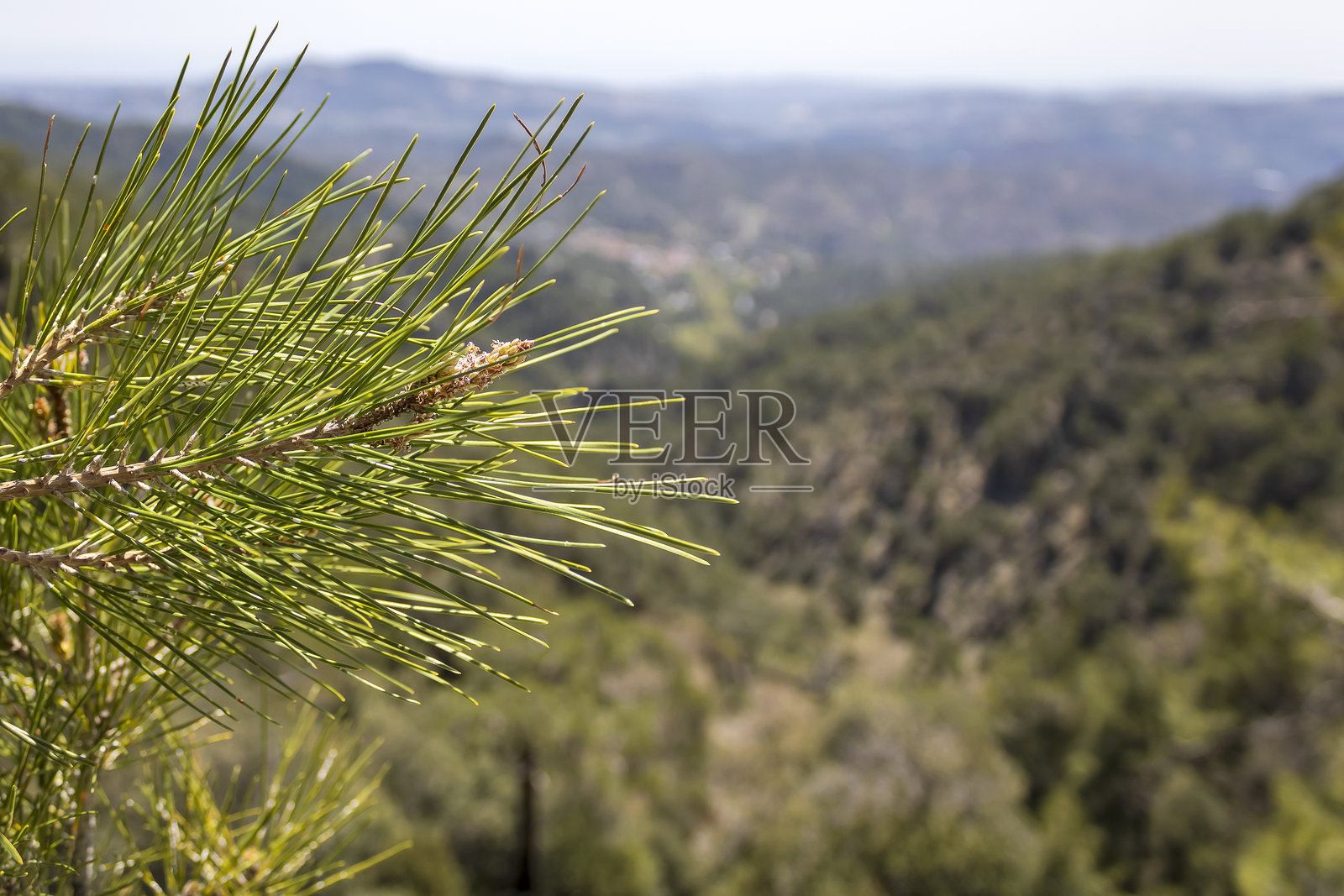 山林中的松枝照片摄影图片