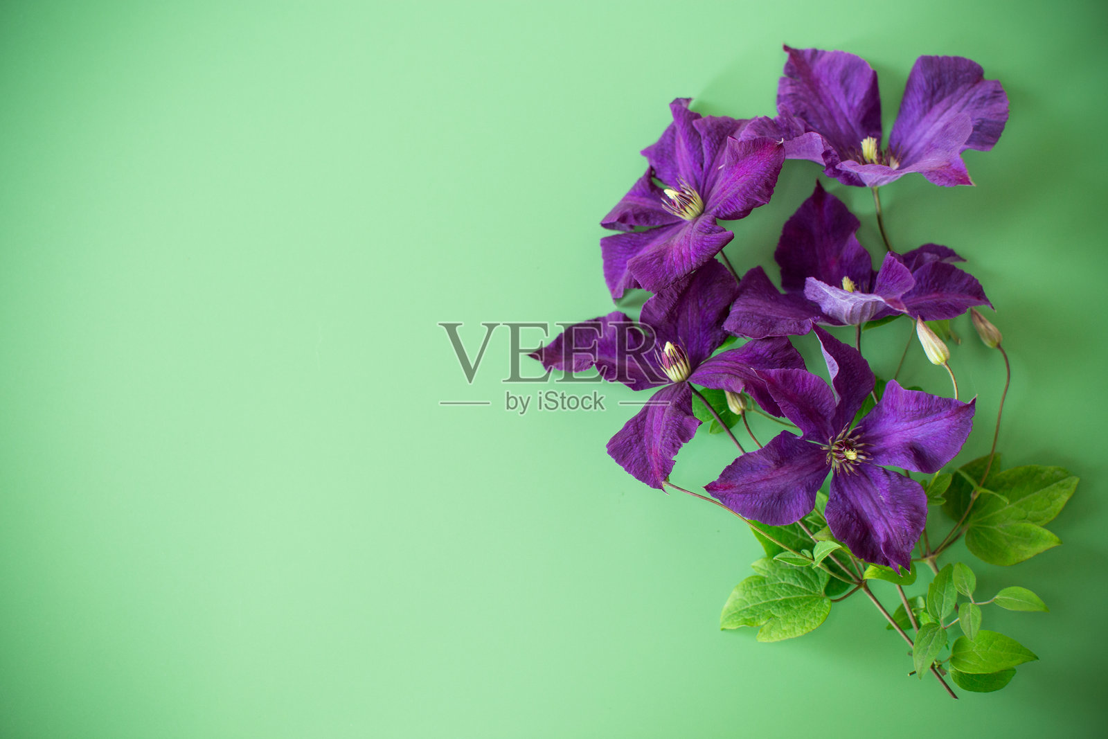 盛开的铁线莲从上方孤立在问候背景上照片摄影图片