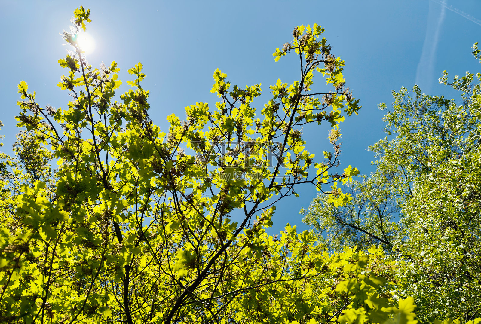 仰望春天的树木和蓝天中的太阳照片摄影图片