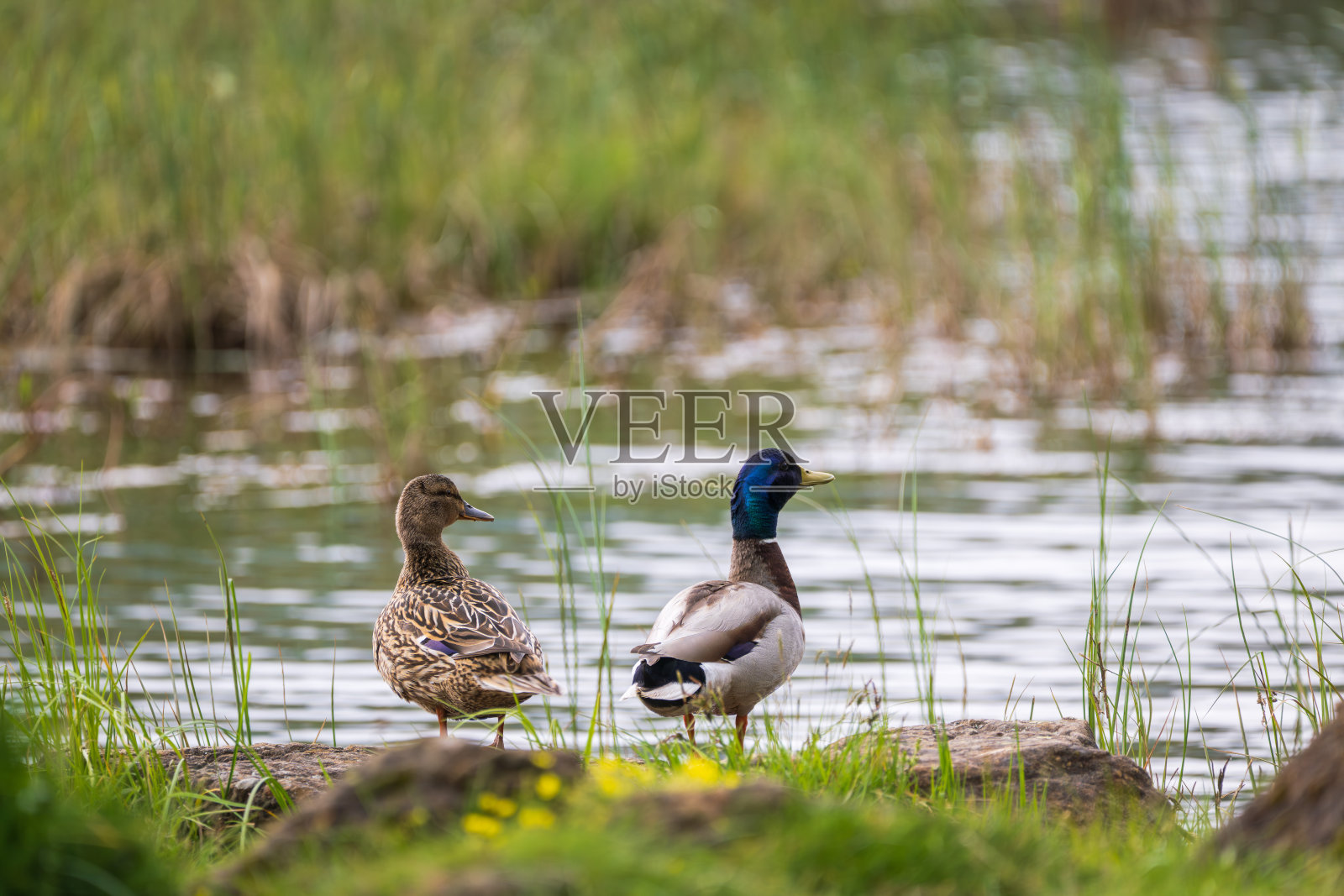 一对绿头鸭，普通鸭（Anas platyrhynchos）照片摄影图片