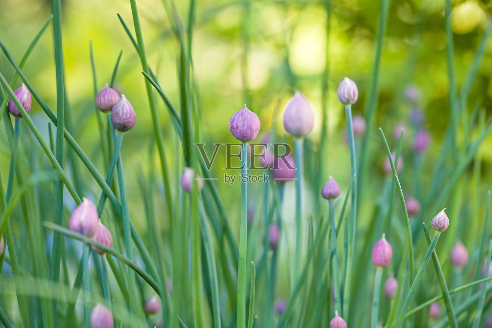 阳光下花园中年轻的粉色韭菜花蕾，背景模糊。照片摄影图片