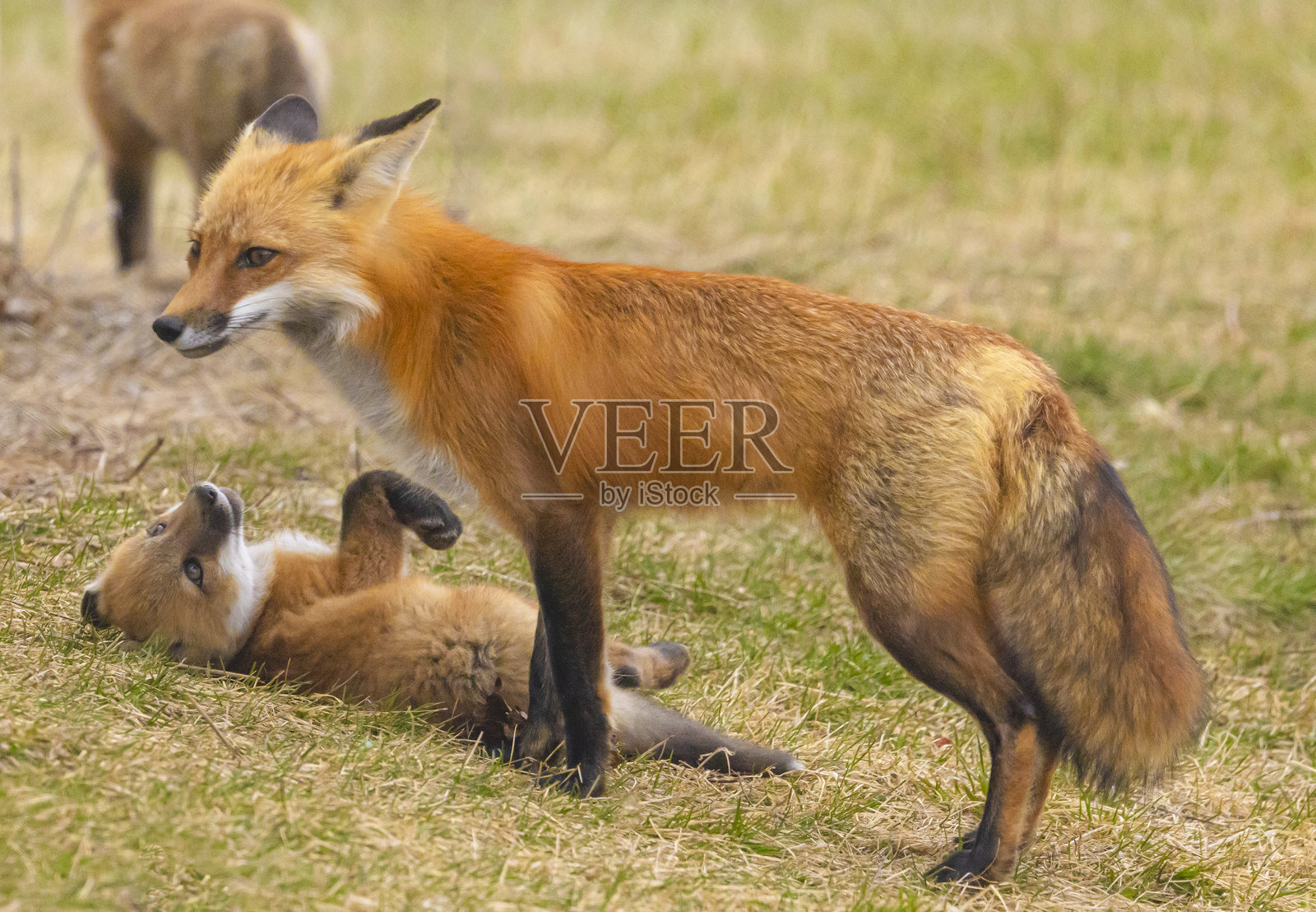 红狐与幼崽照片摄影图片