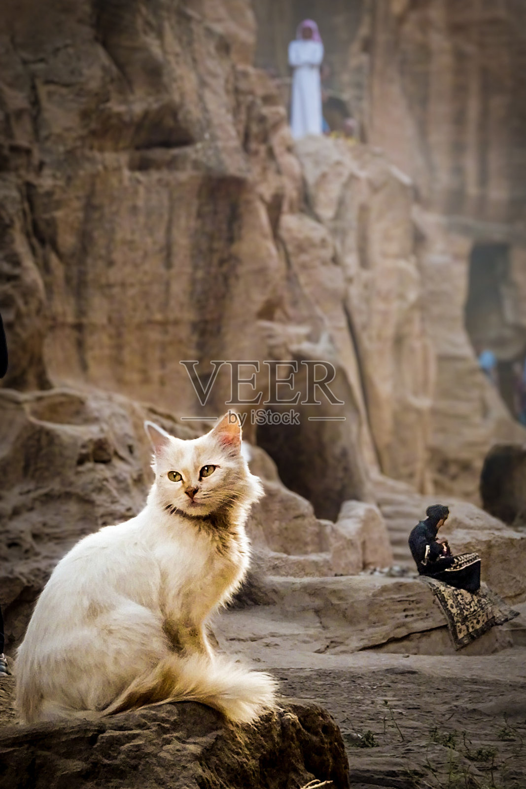 沙漠中的猫照片摄影图片