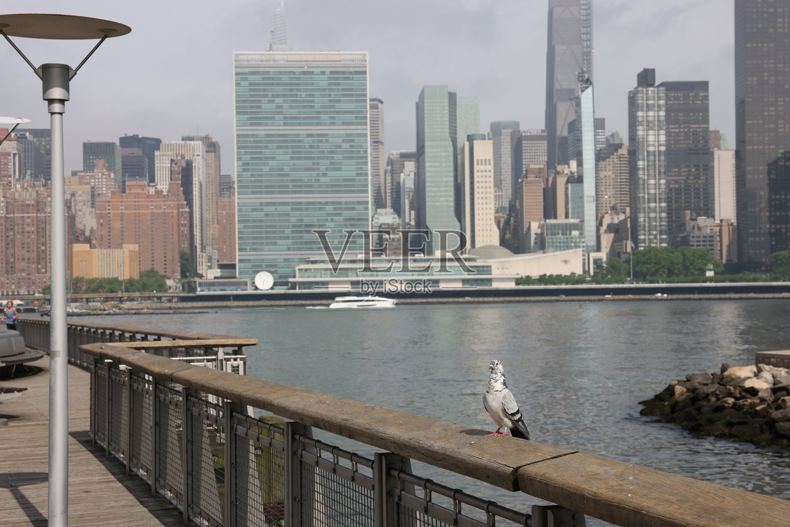 鸽子 - 纽约照片摄影图片