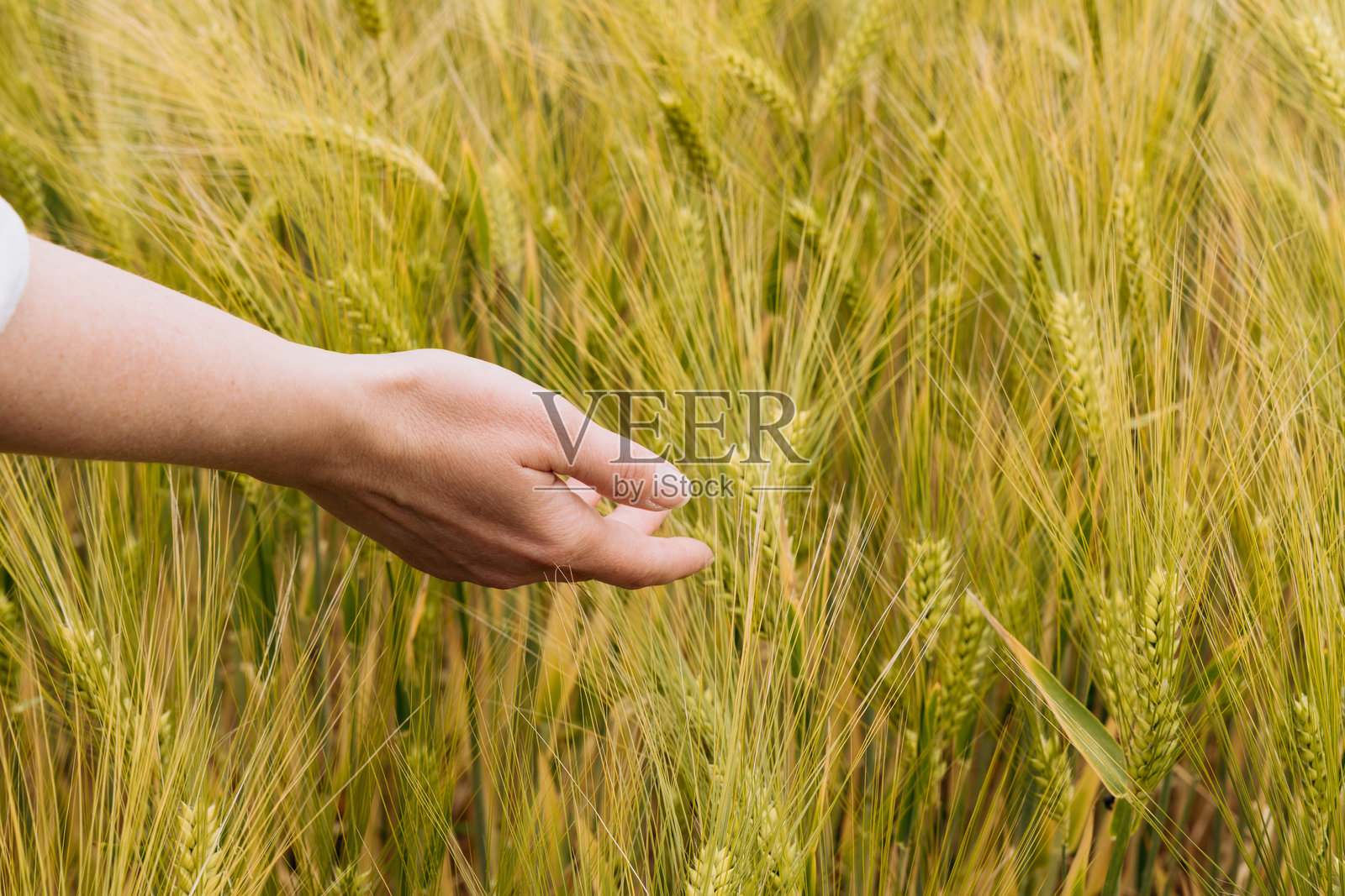 手轻轻触摸丰盈田野中的金色麦穗，展现农业之美与自然馈赠的联系照片摄影图片