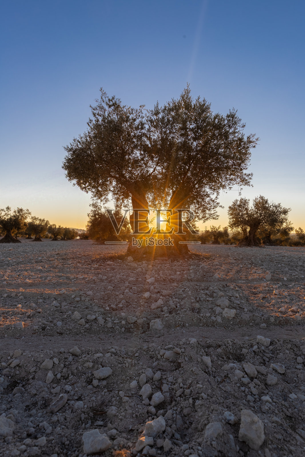 马德里美丽的日落映照在田园诗般的橄榄树种植园上照片摄影图片