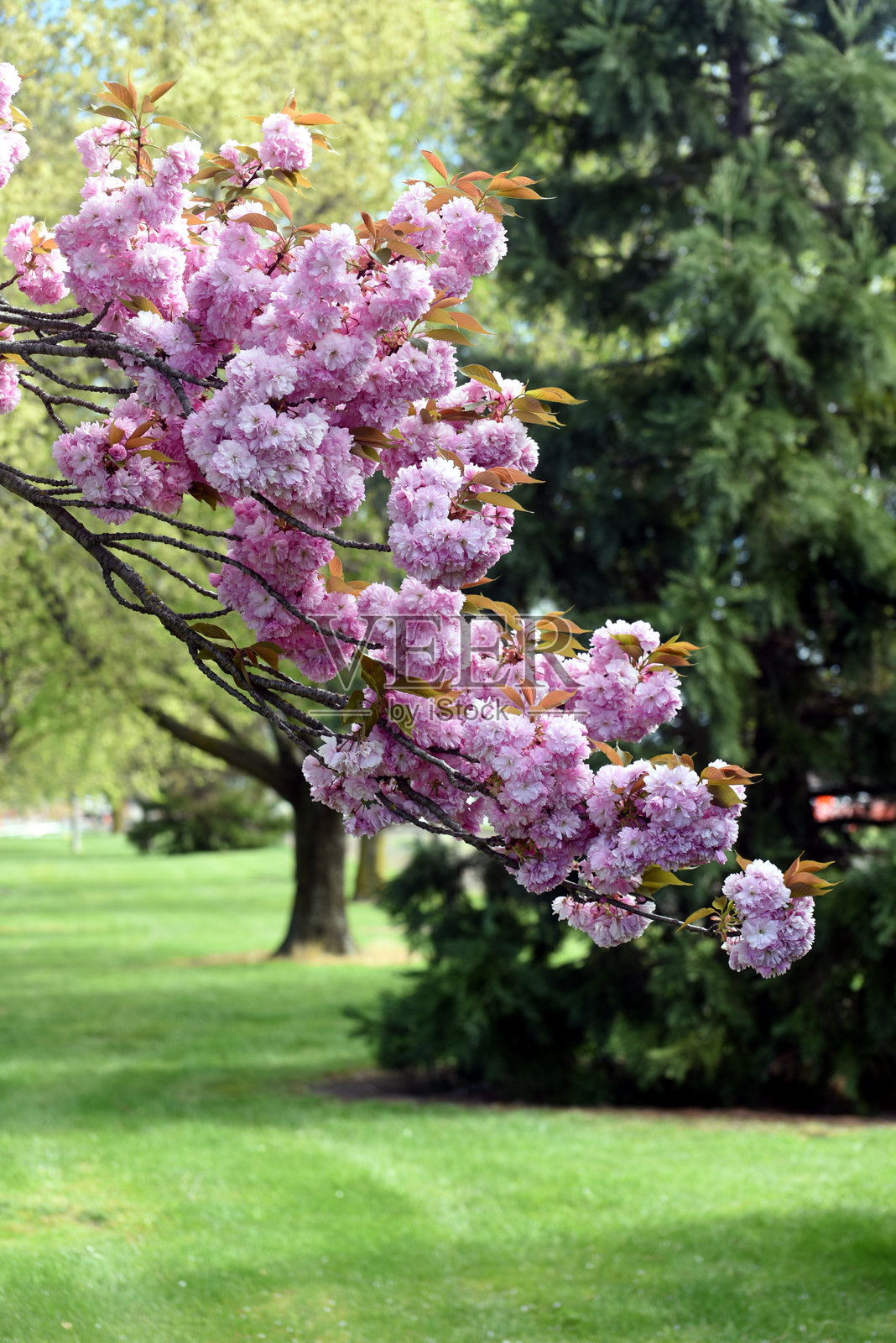 对比照片摄影图片
