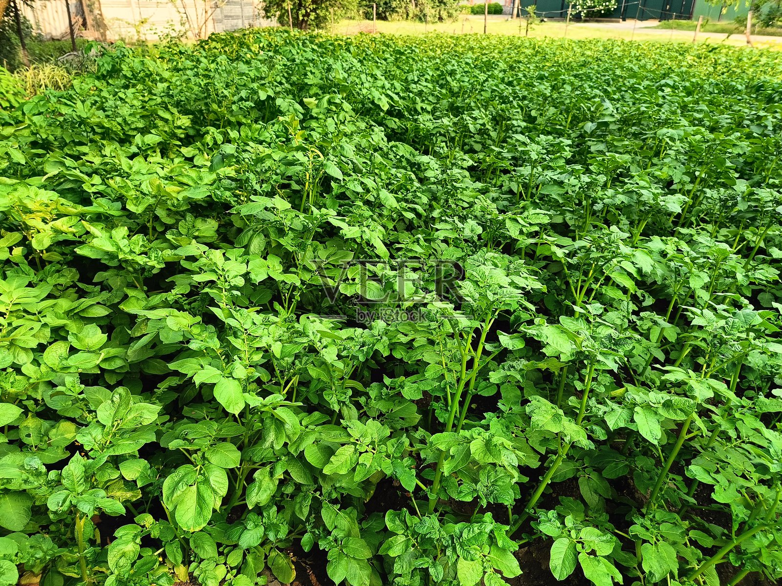 在田野中成排种植土豆照片摄影图片