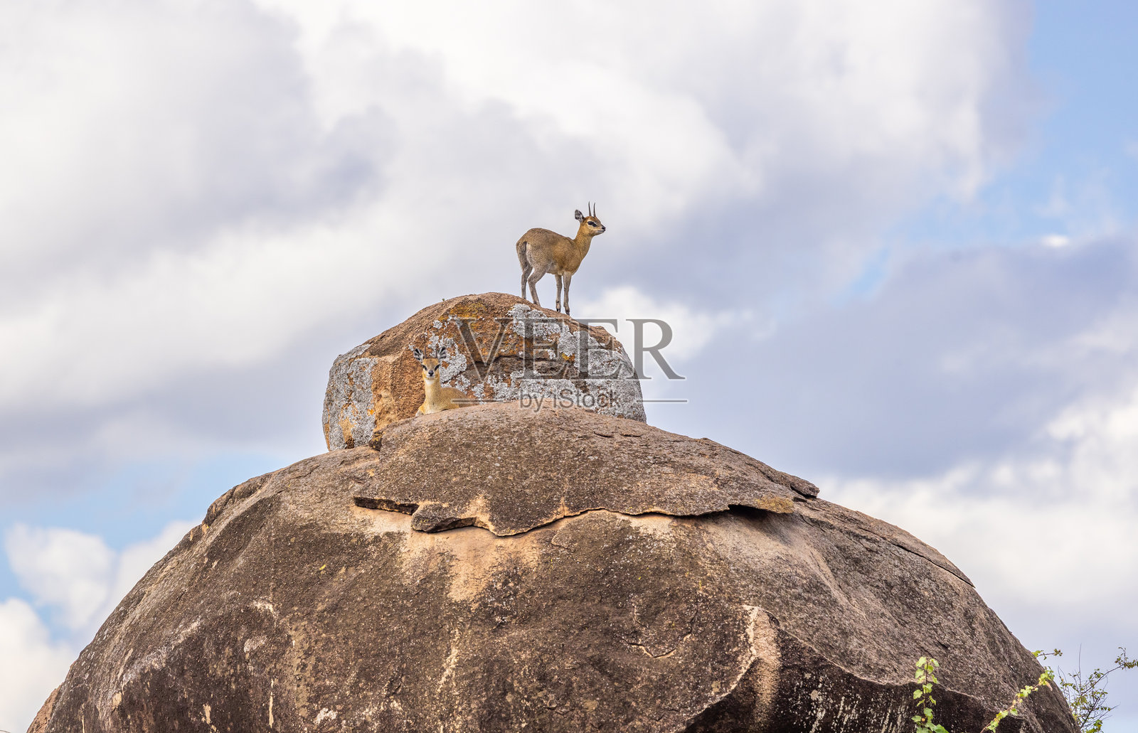 坦桑尼亚高地岩石上的克里普斯普林格动物照片摄影图片