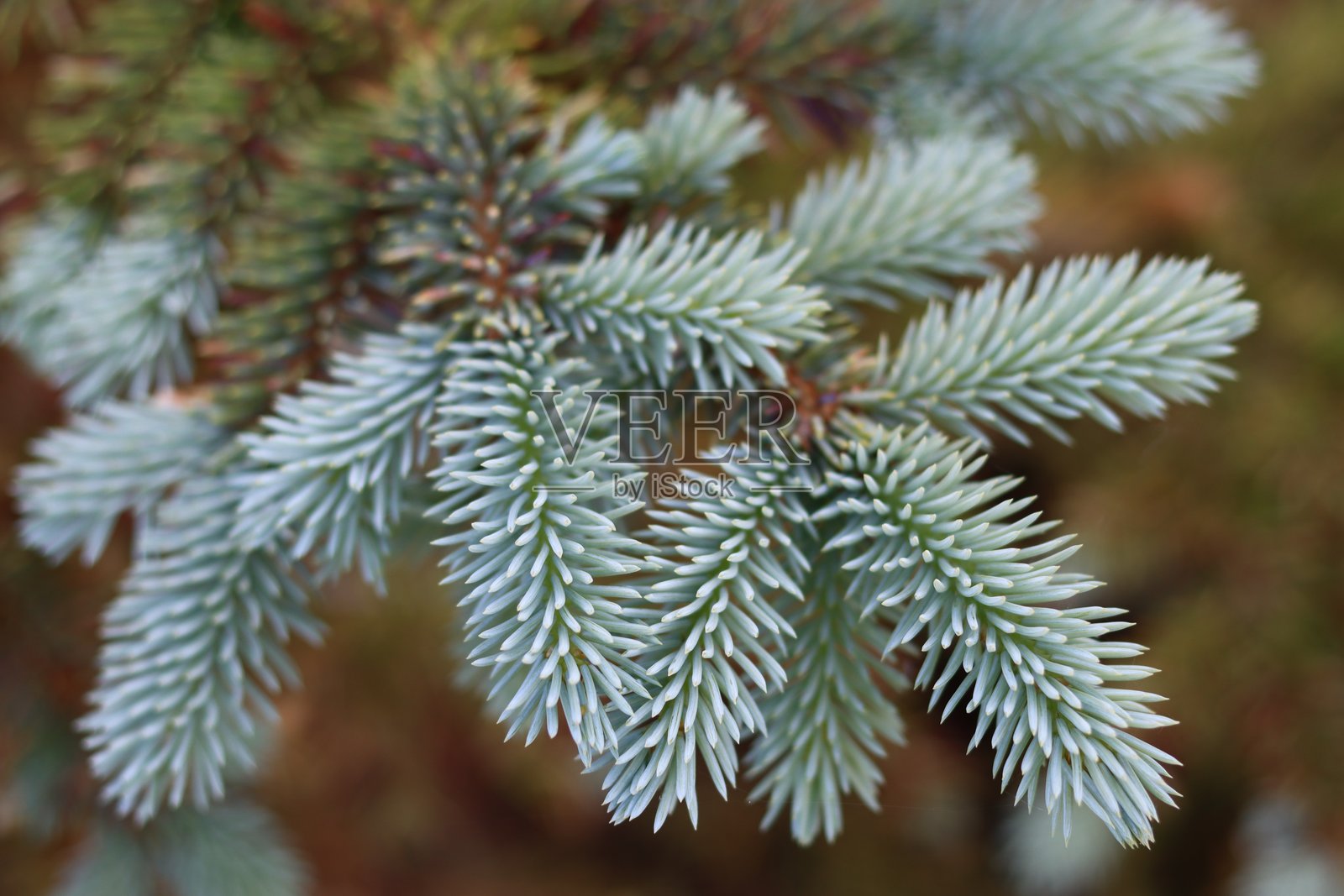 针叶树上蓝绿色针叶的特写照片摄影图片