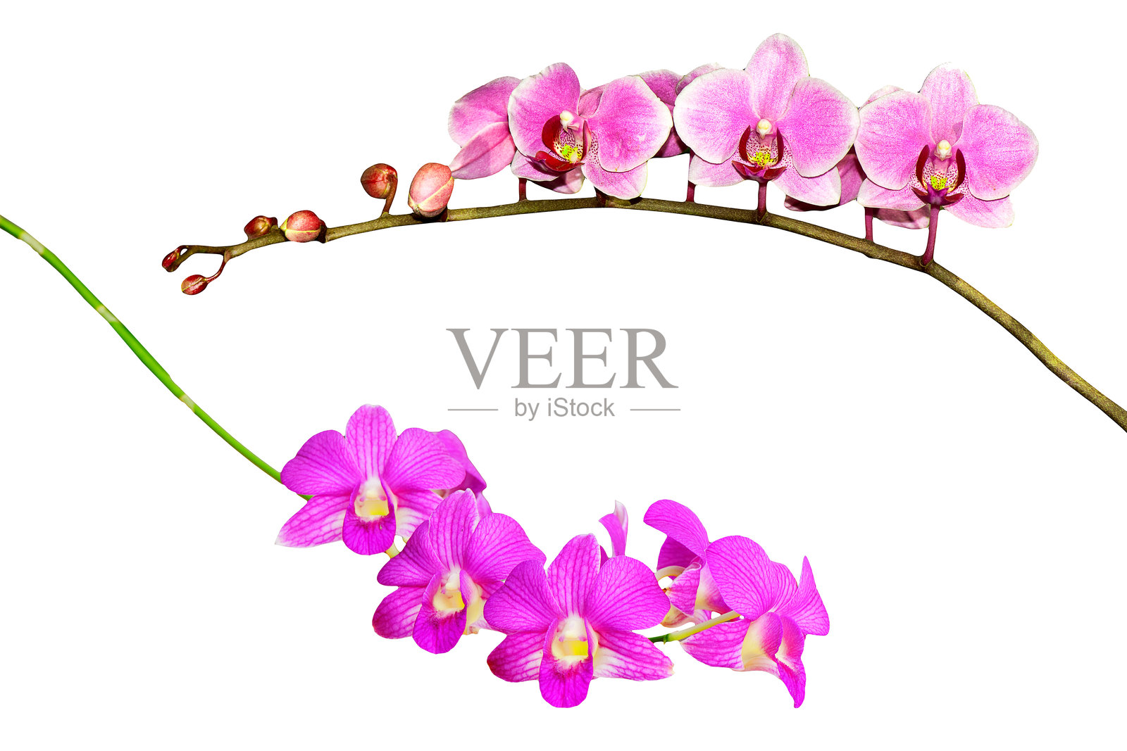 紫色兰花枝条孤立在白色背景上照片摄影图片